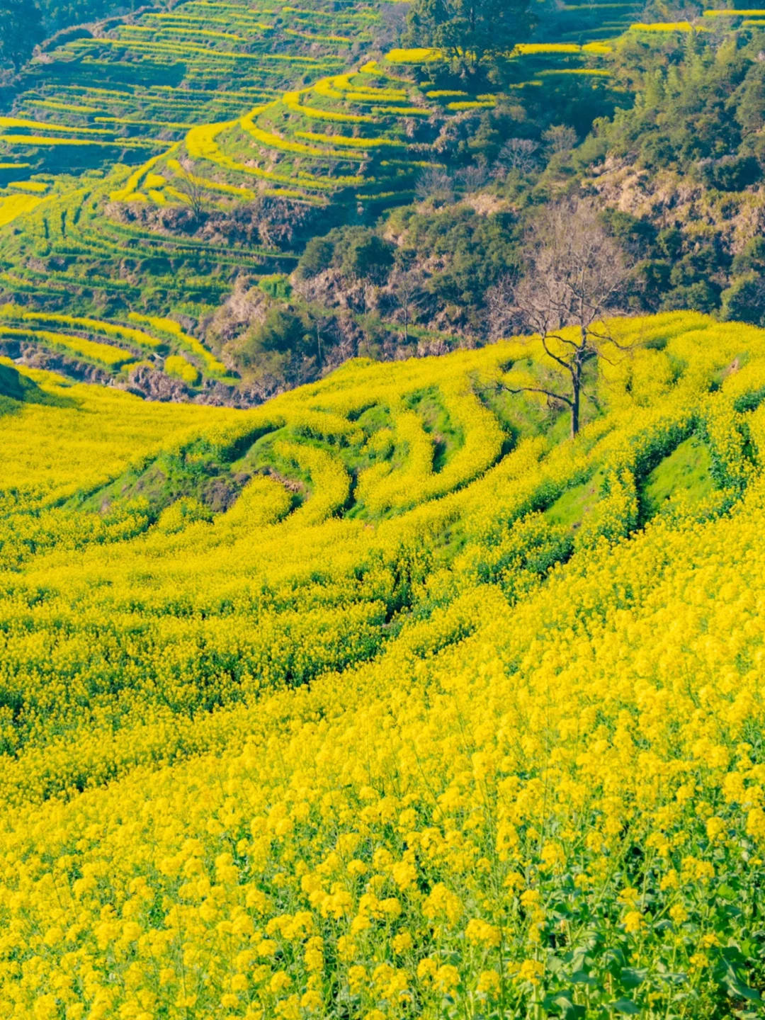接下来的婺源篁岭🌼是漫山遍野的油菜花海‼️
