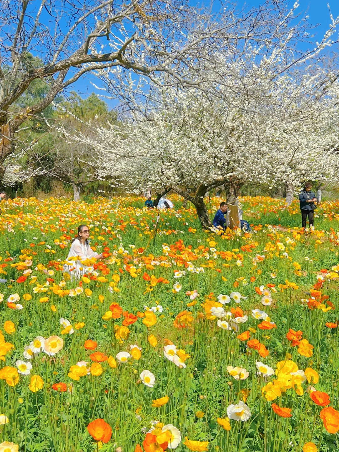 昆明蕞伟大的春日限定！！！震撼全国🥹🥹…