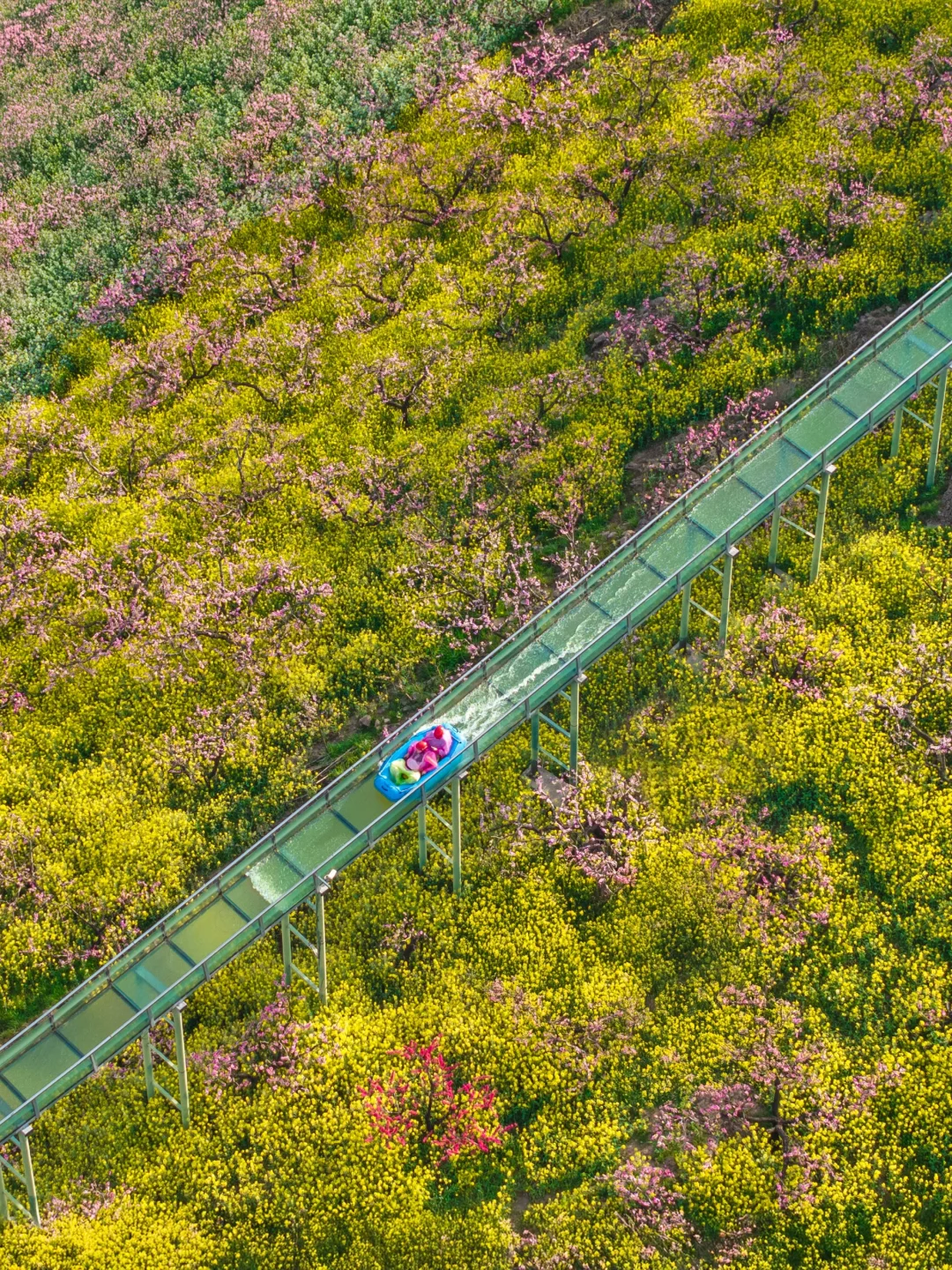 在小红书跟风最成功的一次‼️湖州小众花海