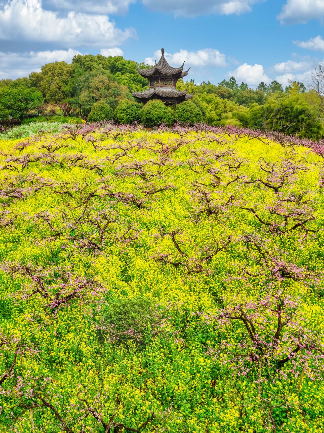 在小红书跟风最成功的一次‼️湖州小众花海