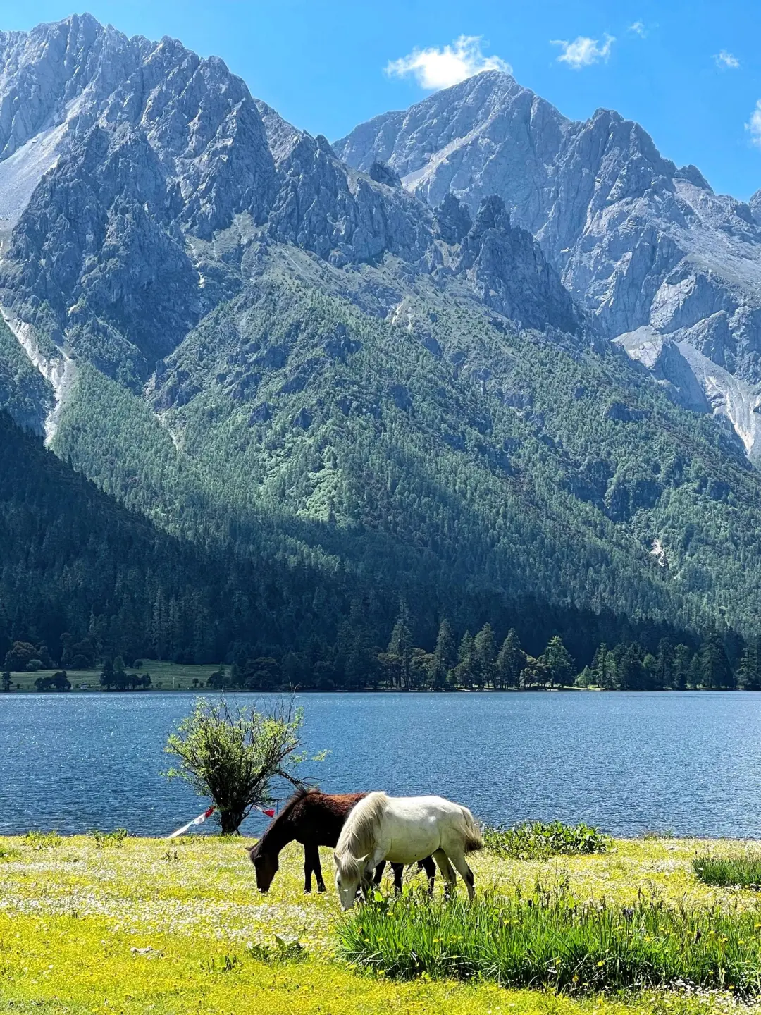 接下来的川西...将是万万次的春和景明啊💐
