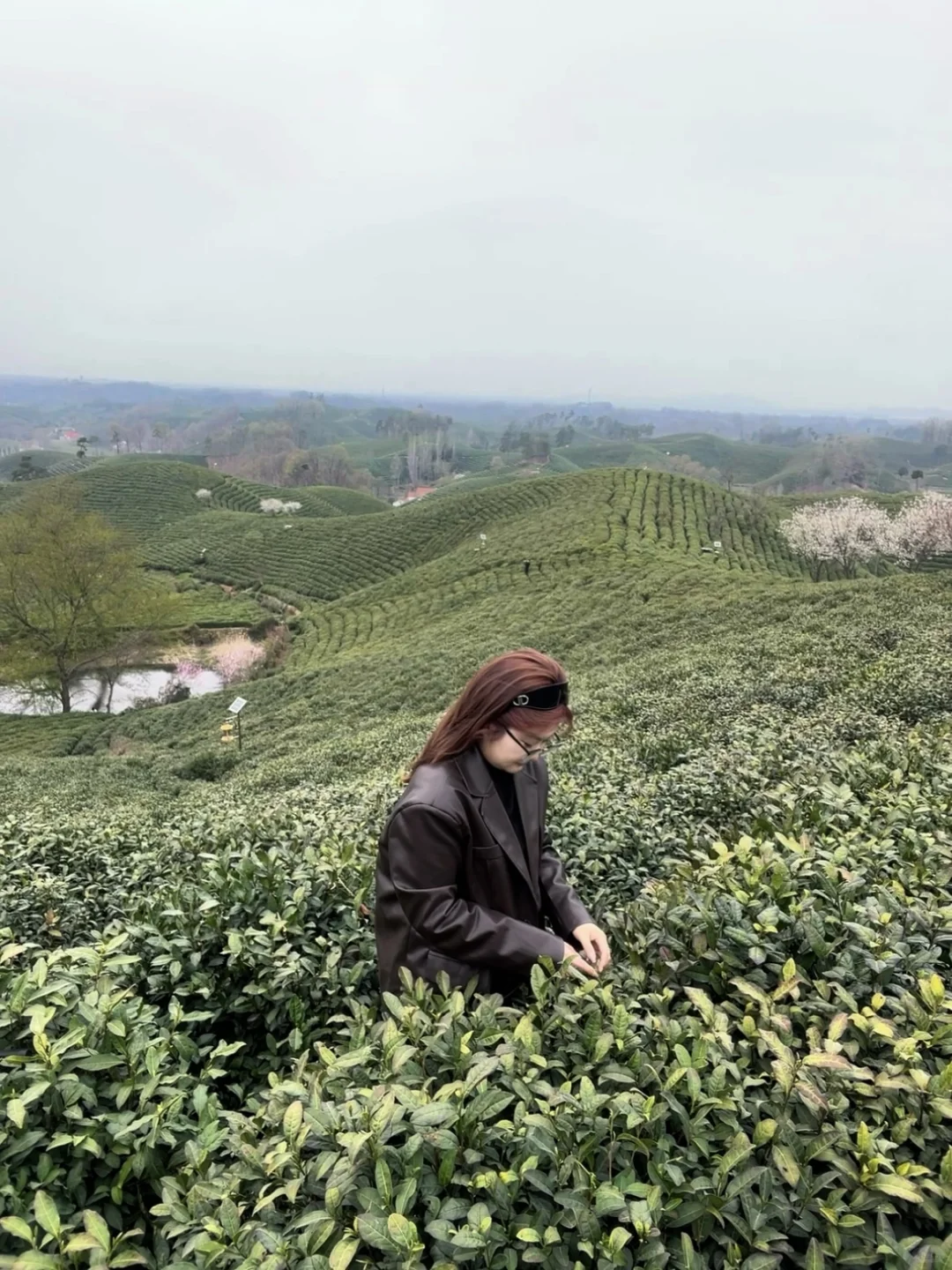 来文新茶村 看中国茶海🍃