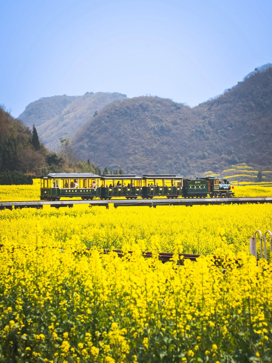 🌼云南罗平的三月，如同闯入画中