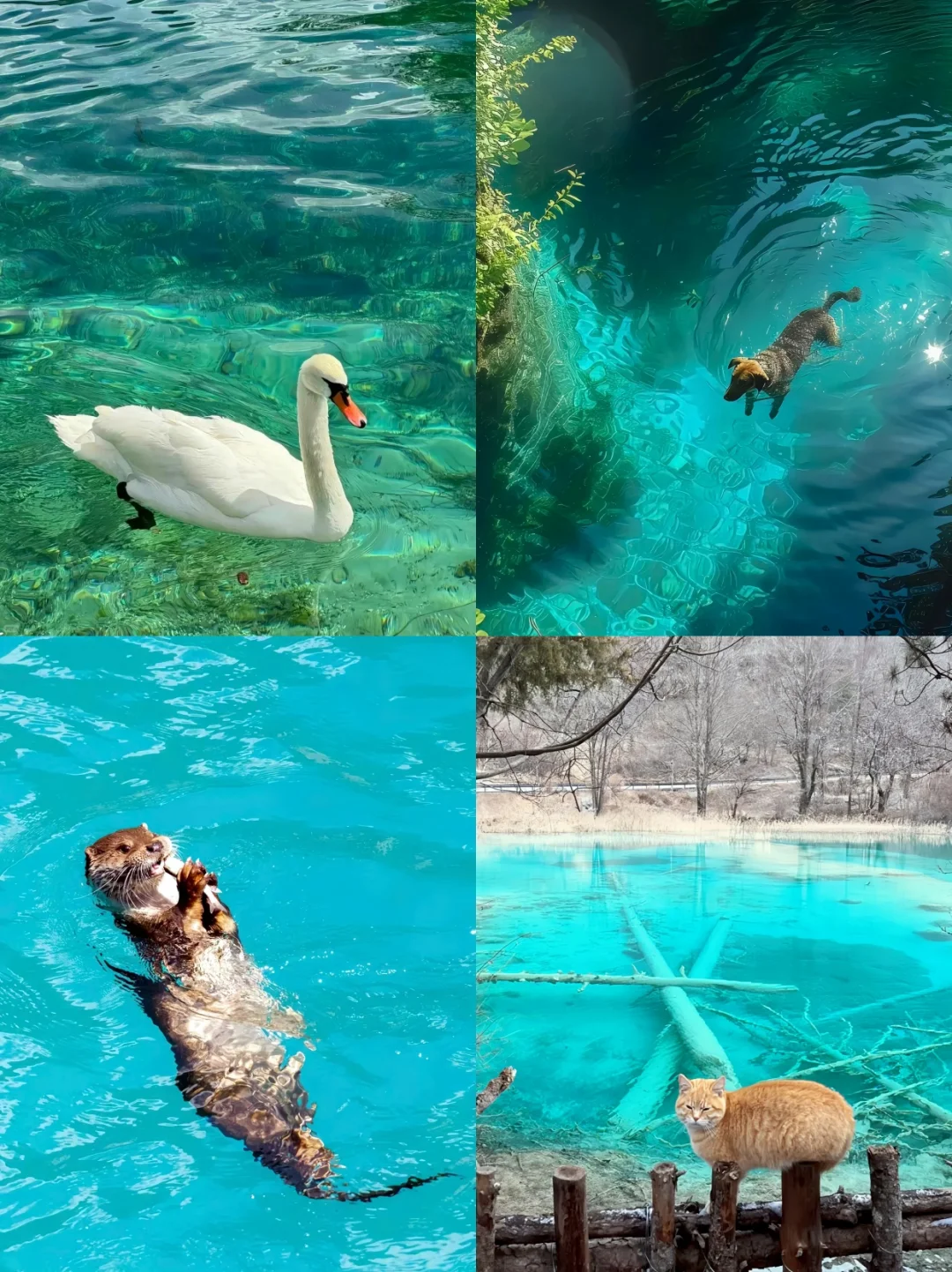 3.20|九寨沟现状!!闯入了动物世界,附攻略