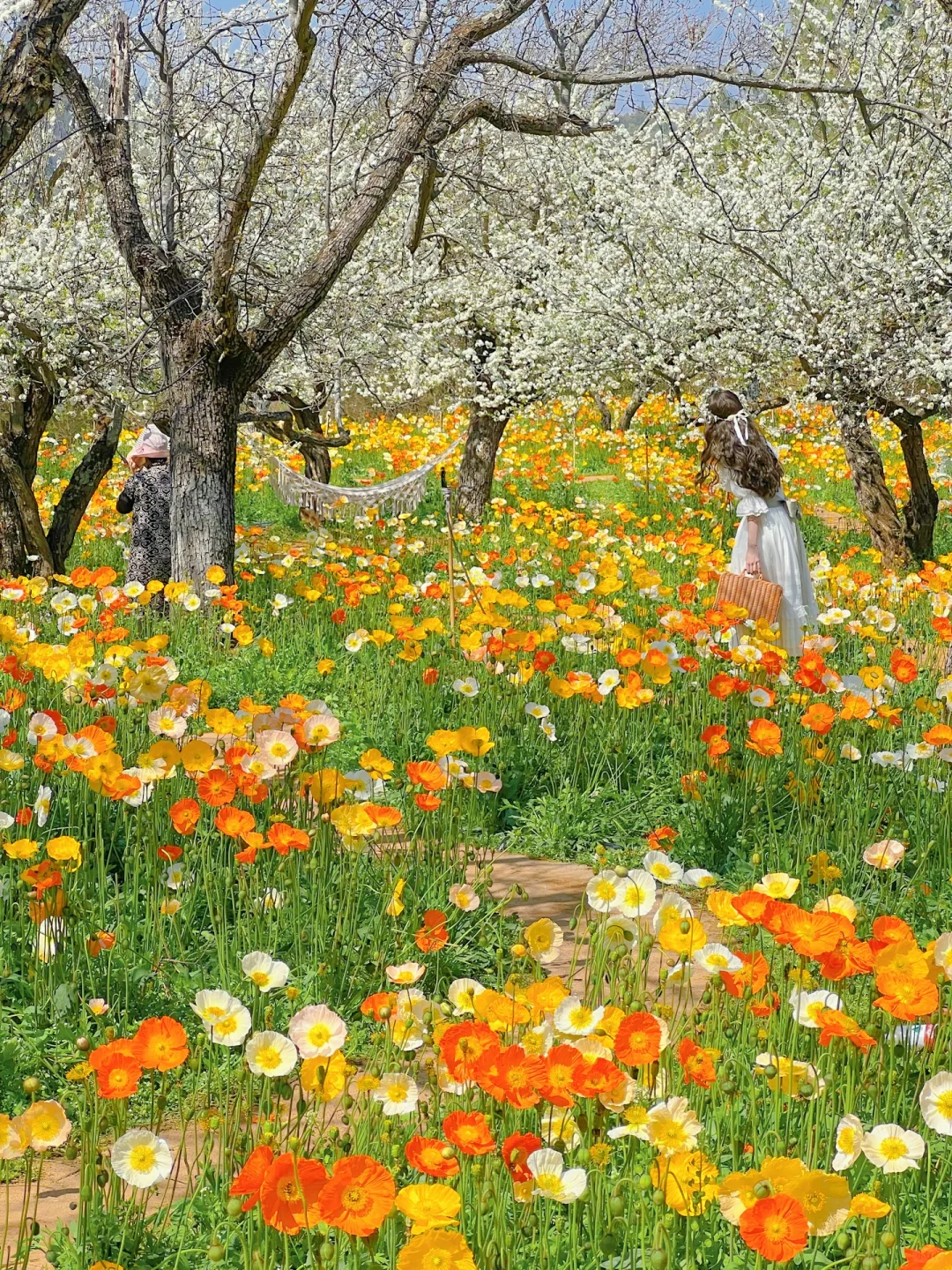 昆明蕞伟大的春日限定！！！震撼全国🥹🥹…