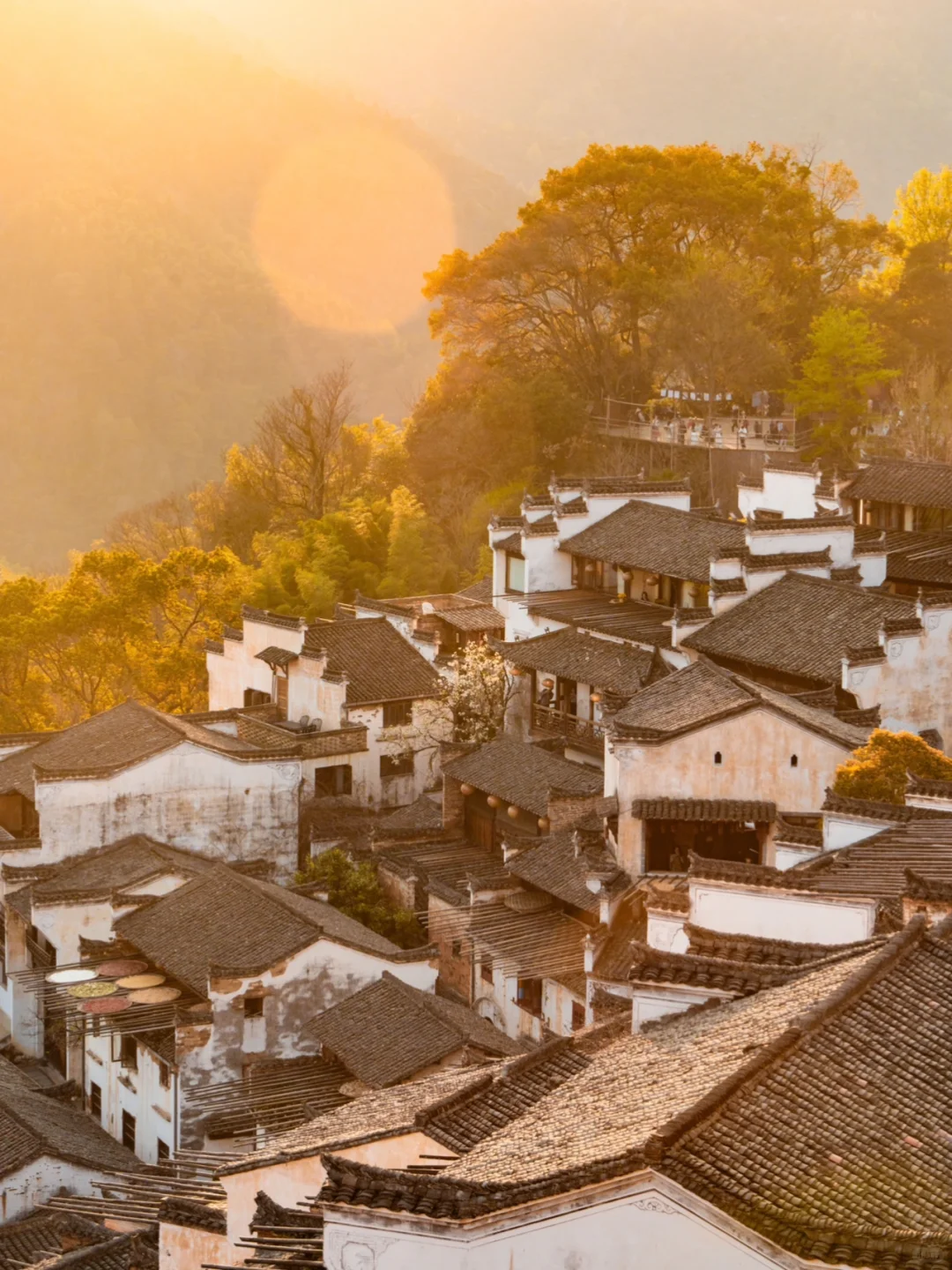 接下来的婺源篁岭🌼是漫山遍野的油菜花海‼️