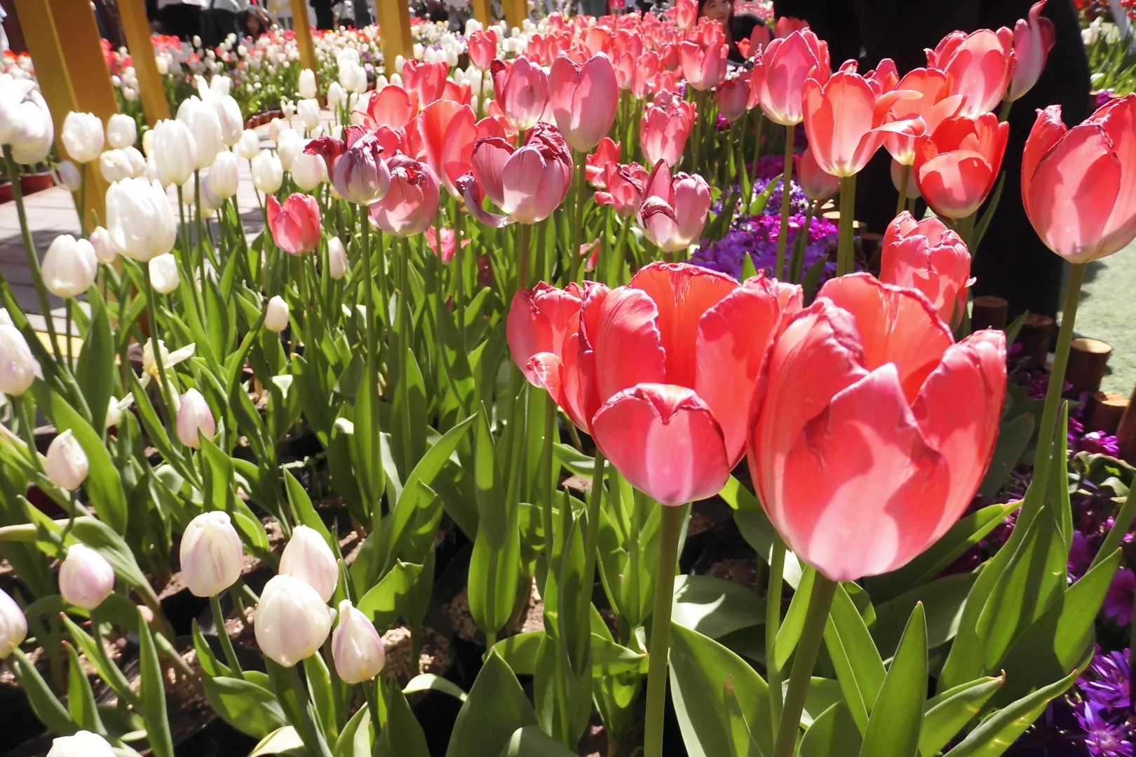 妈妈，我向往的自由，我被宝泉美哭‼️