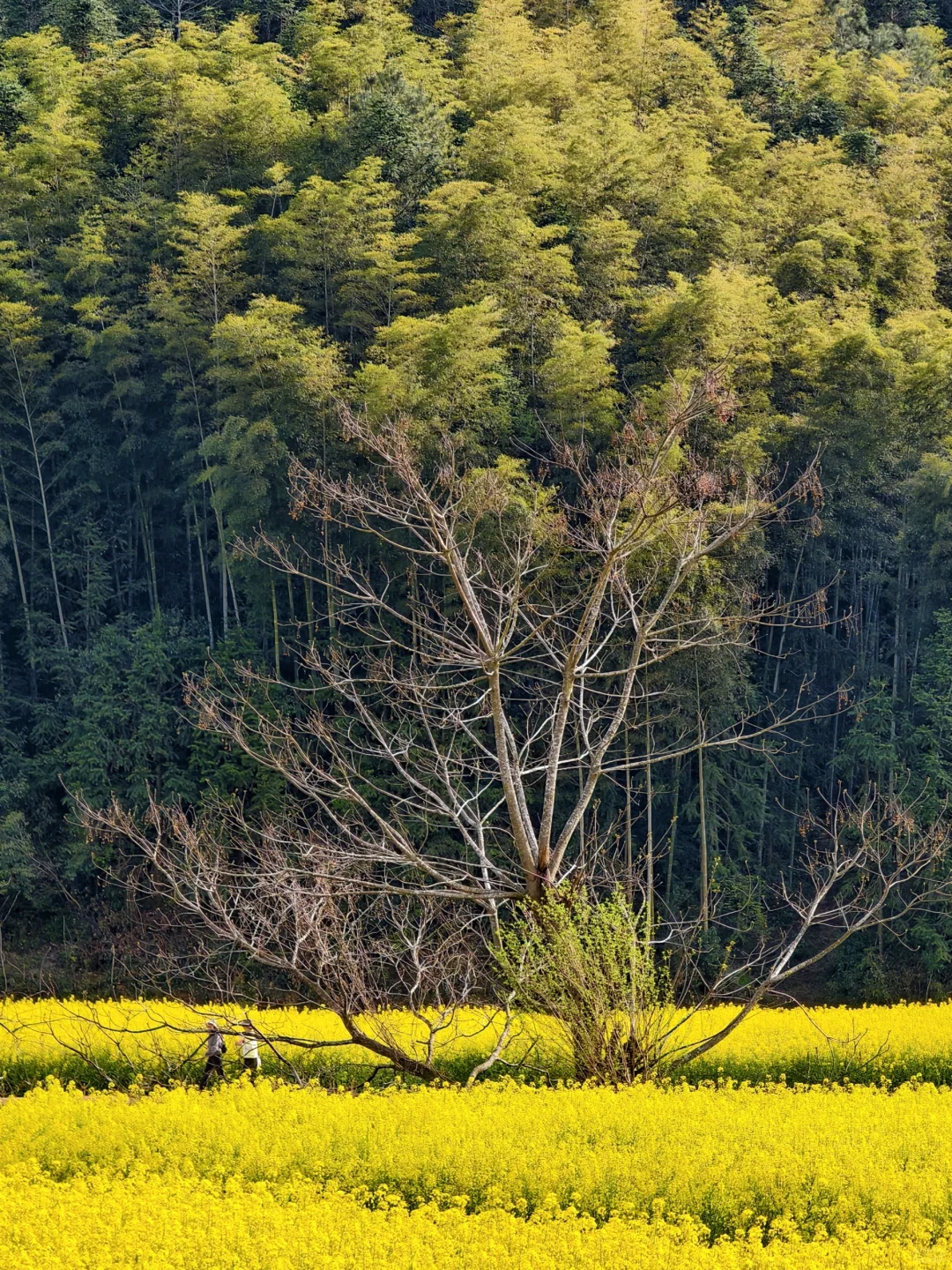 婺源-菊径村、凤山村、漳村、思溪延村