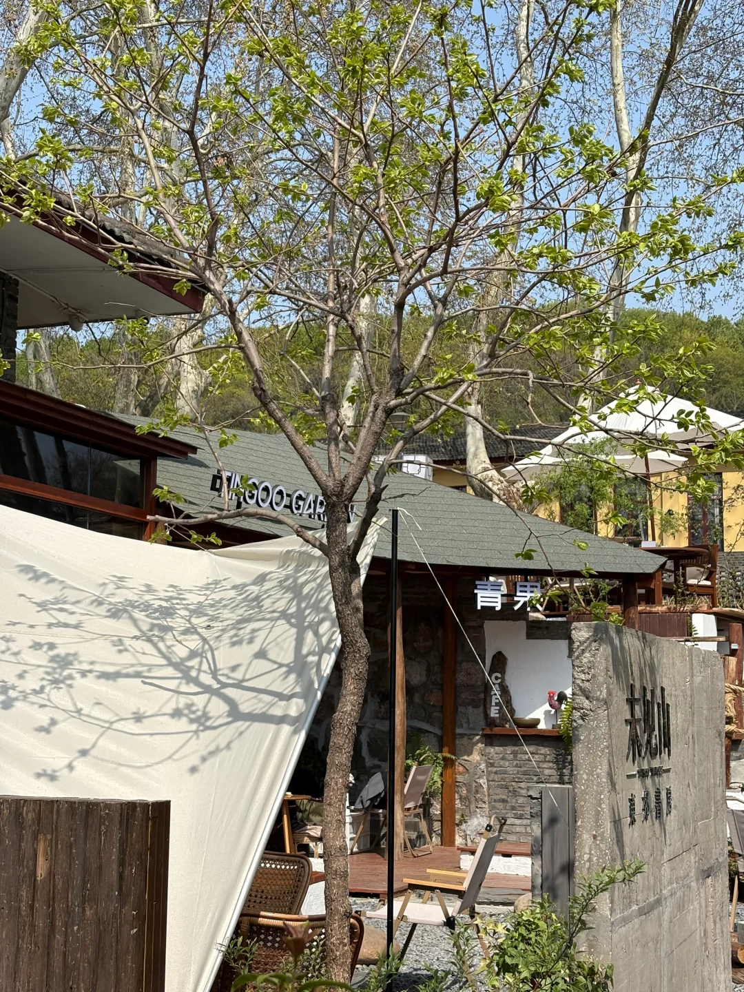 南京的四月木绣球和好天气