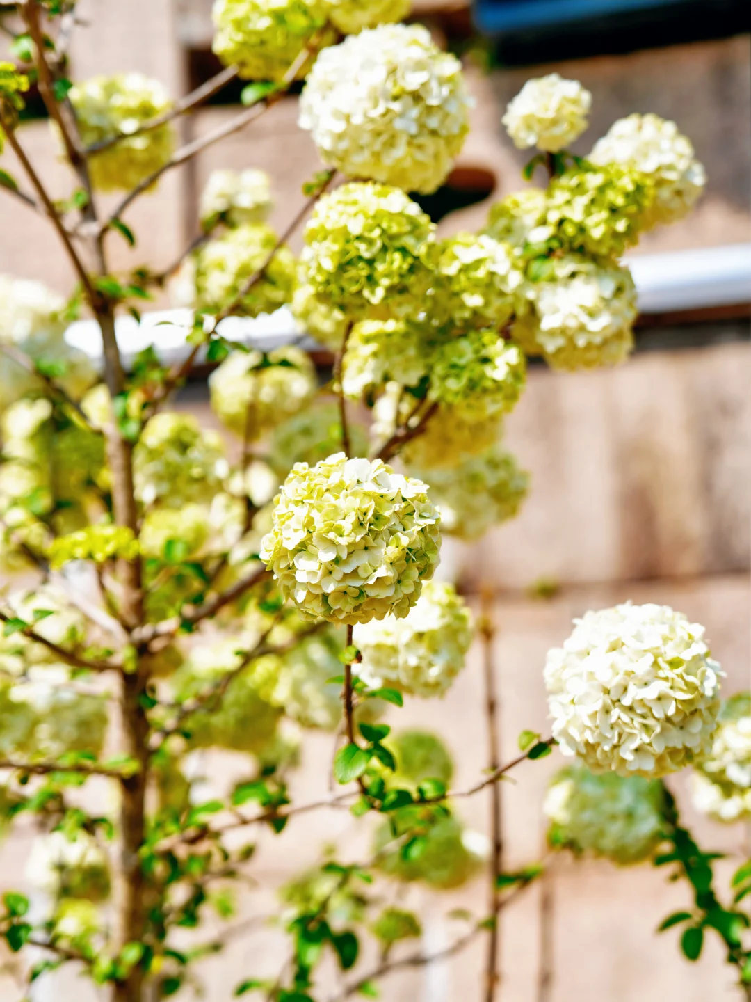 上方山森林公园|这才是苏州春日的顶流花海!