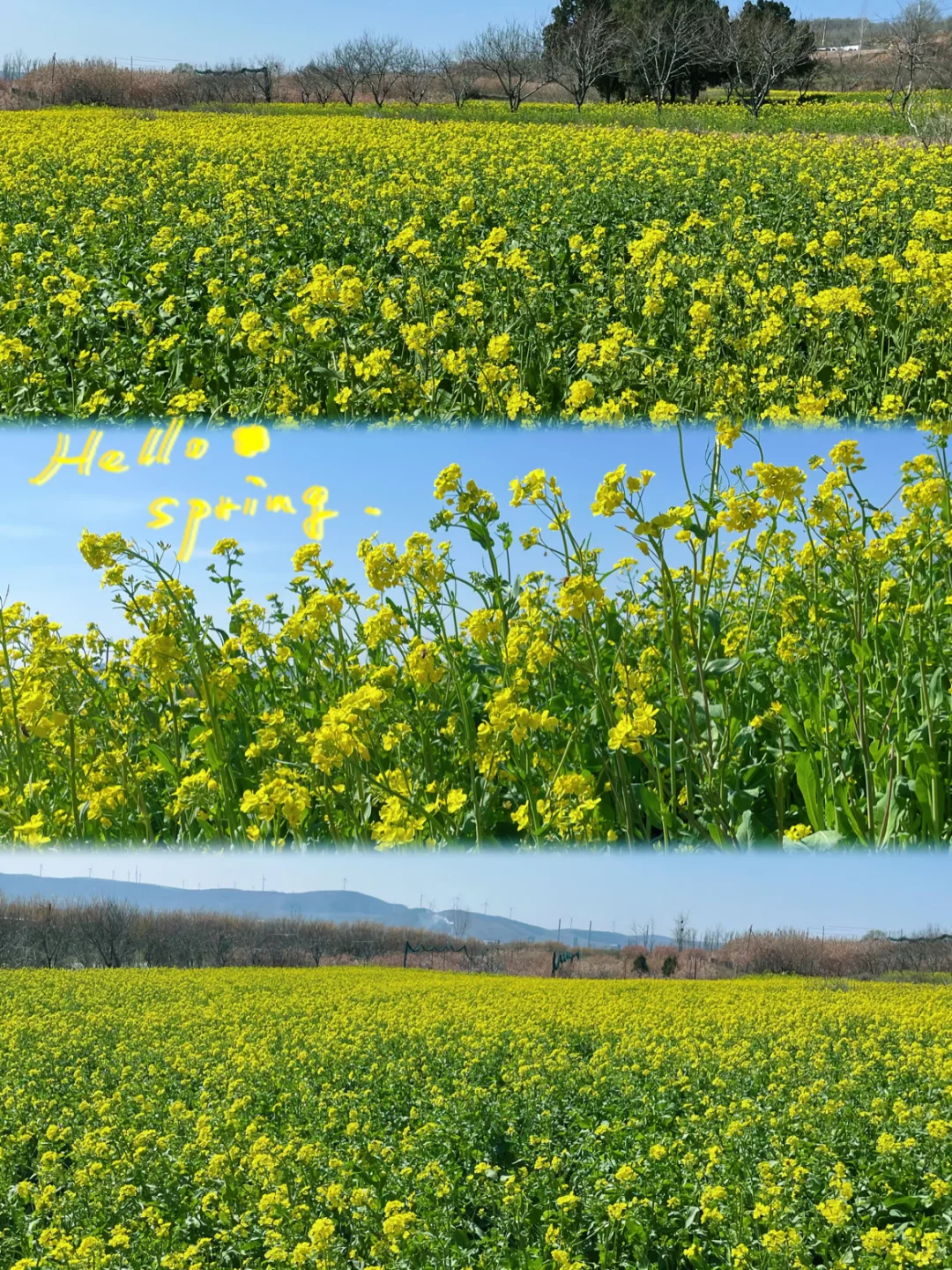 襄城|恰逢春日 一田金黄 一面春光🌼