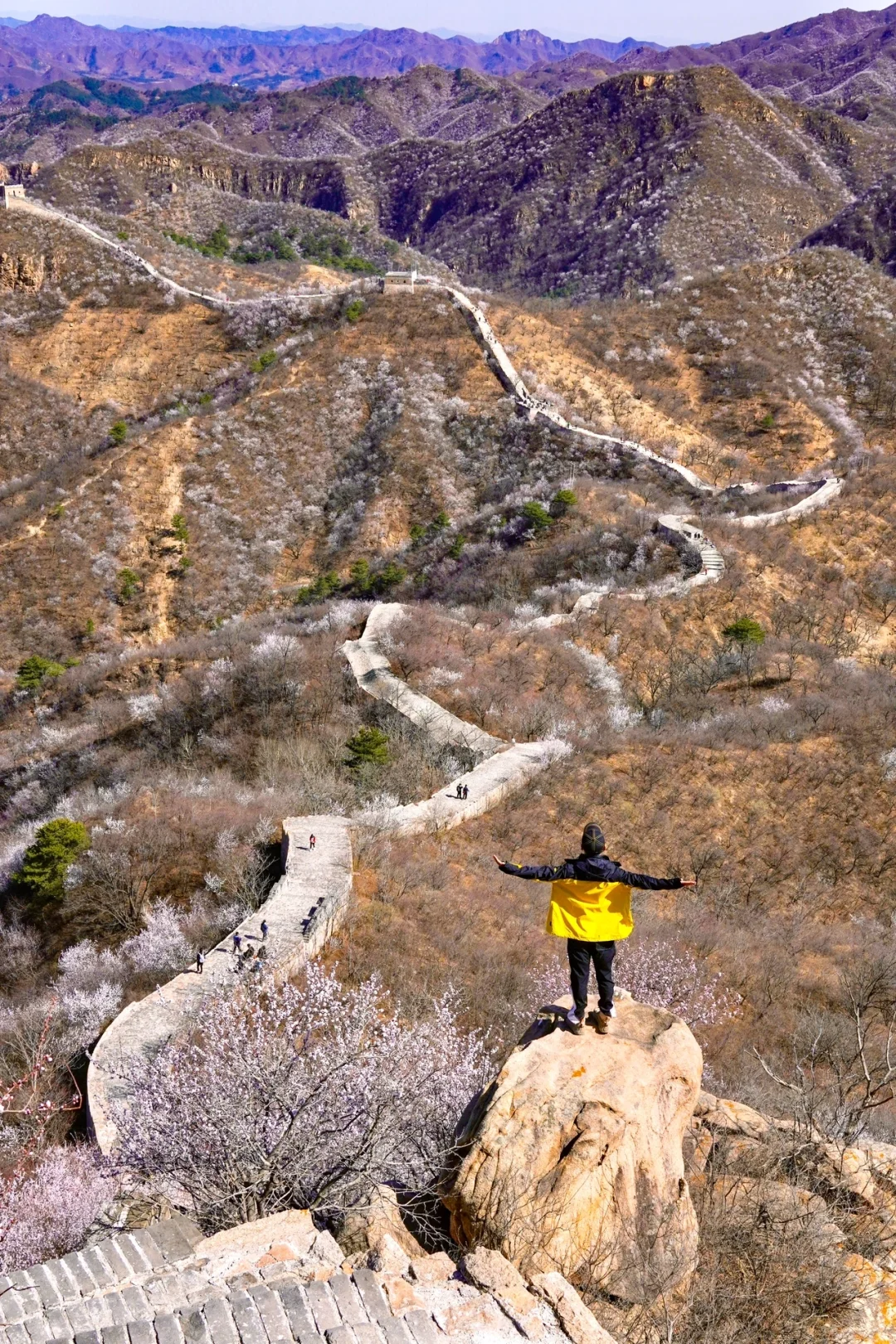 北京最美公路🚙一处免费被花海包围的长城🌸