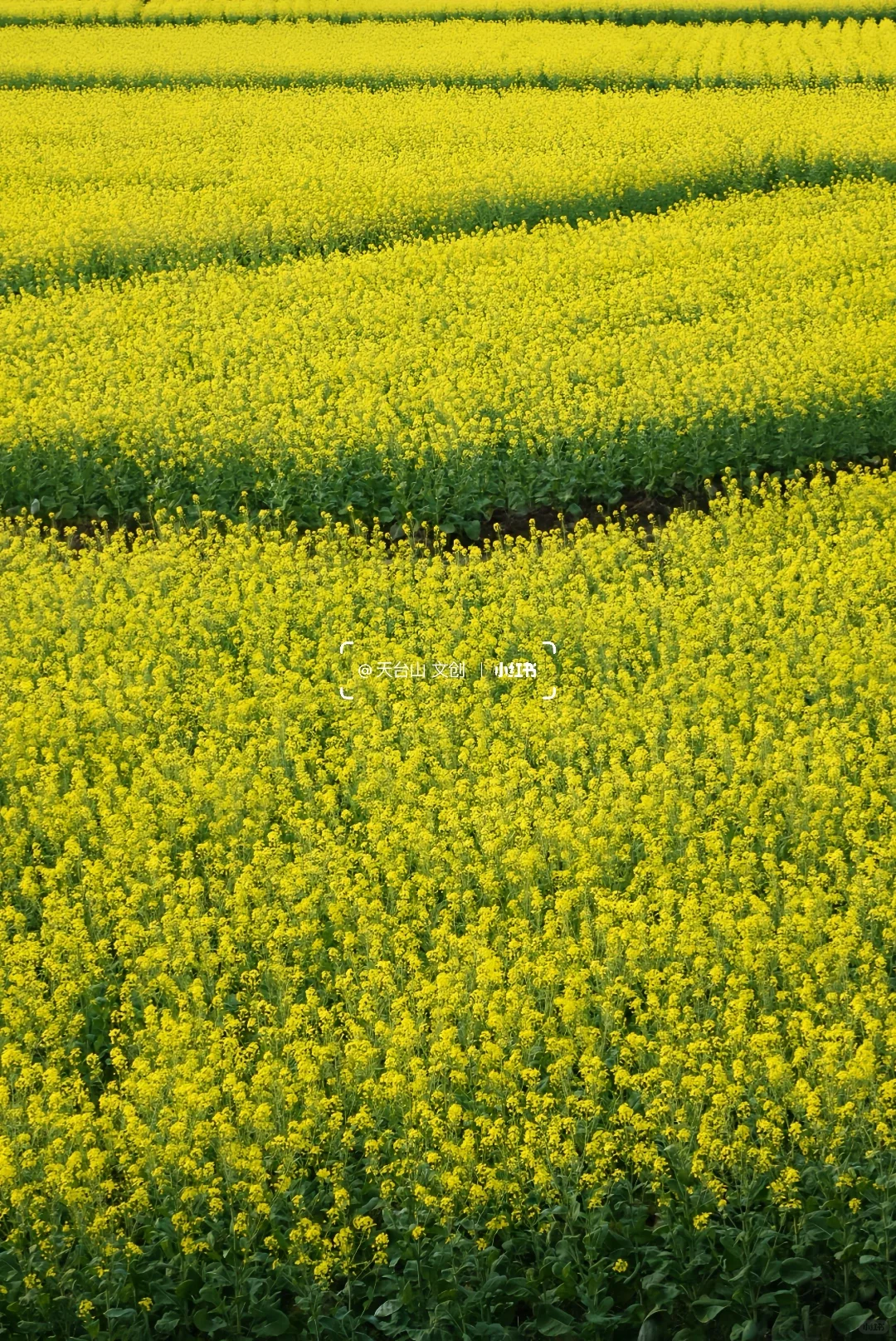 国清寺油菜花已美到next level！4.2实况