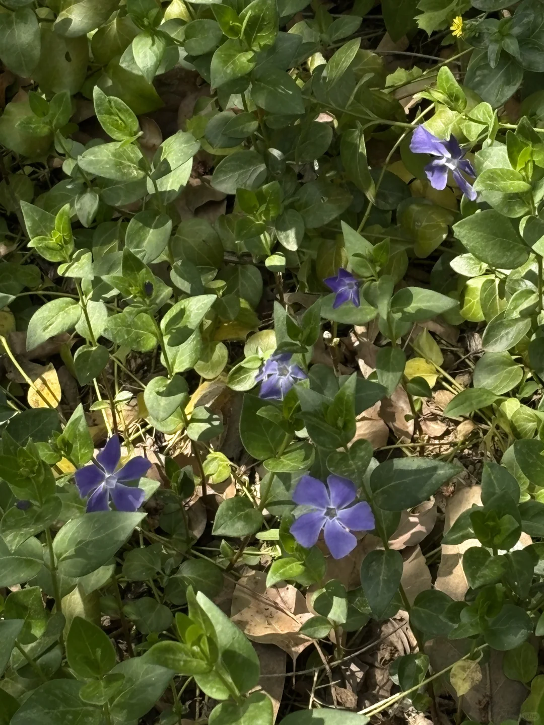 南京的四月木绣球和好天气