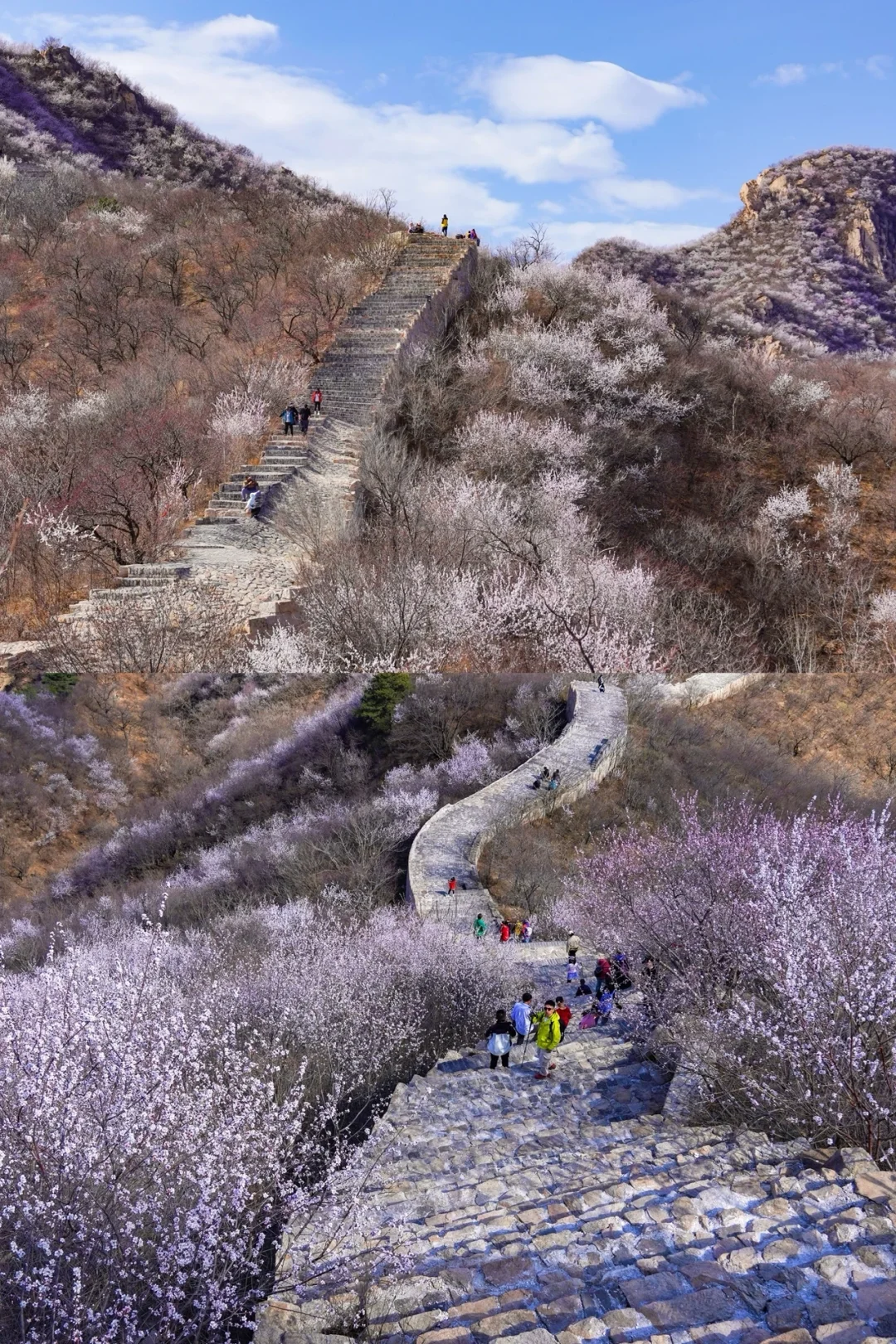 北京最美公路🚙一处免费被花海包围的长城🌸