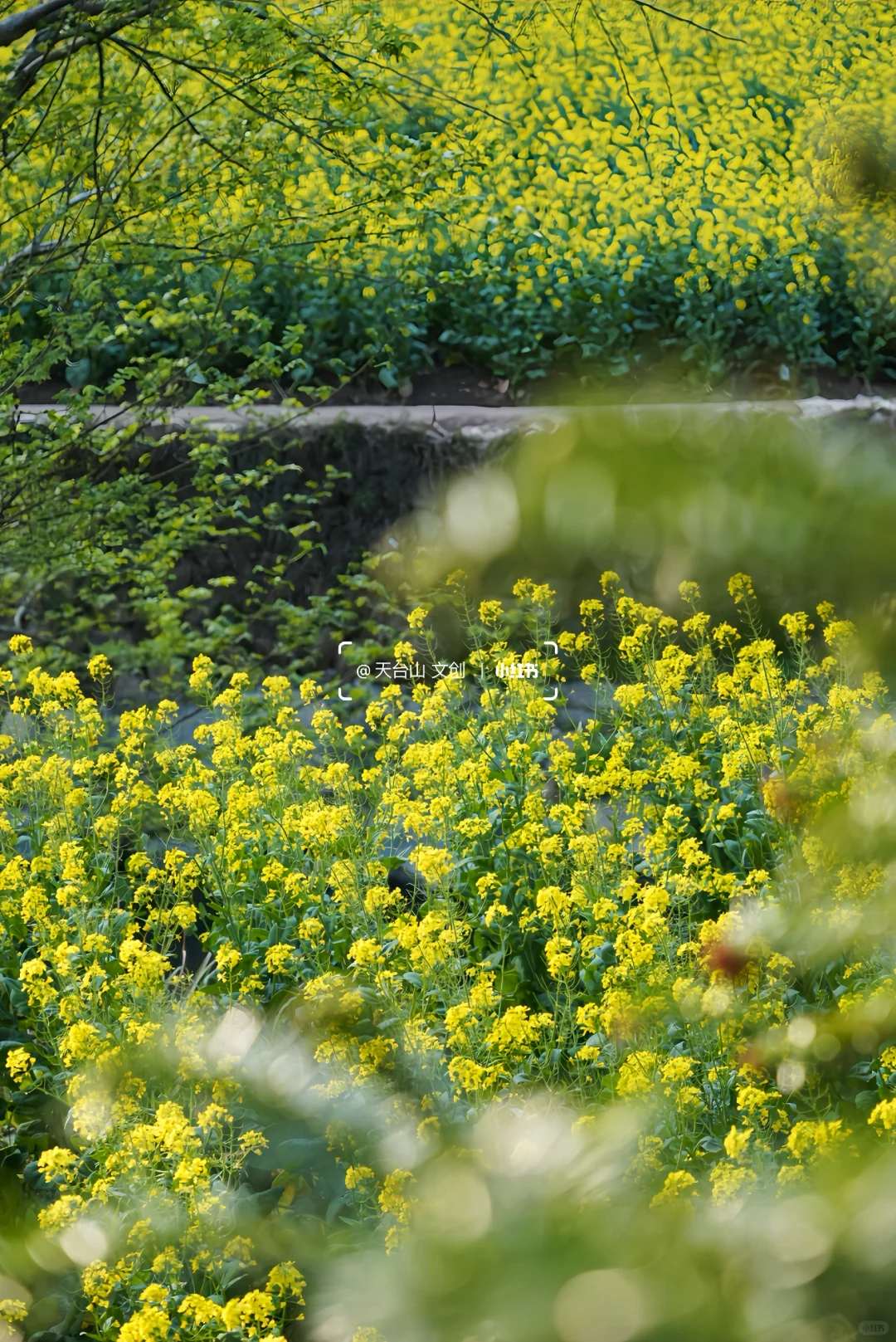 国清寺油菜花已美到next level！4.2实况