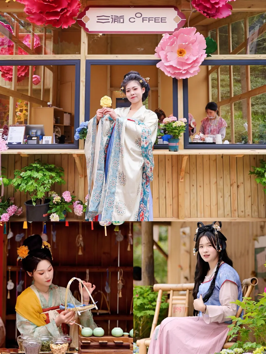 天彭牡丹花，穿越到了国色芳华里的场景！