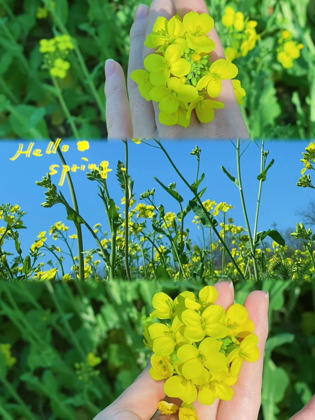 襄城|恰逢春日 一田金黄 一面春光🌼