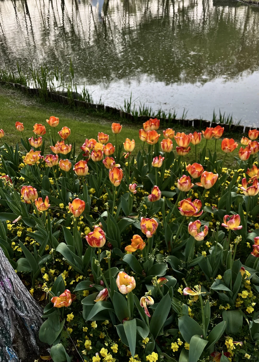 景区的淀粉肠 简直人生猫条🐱