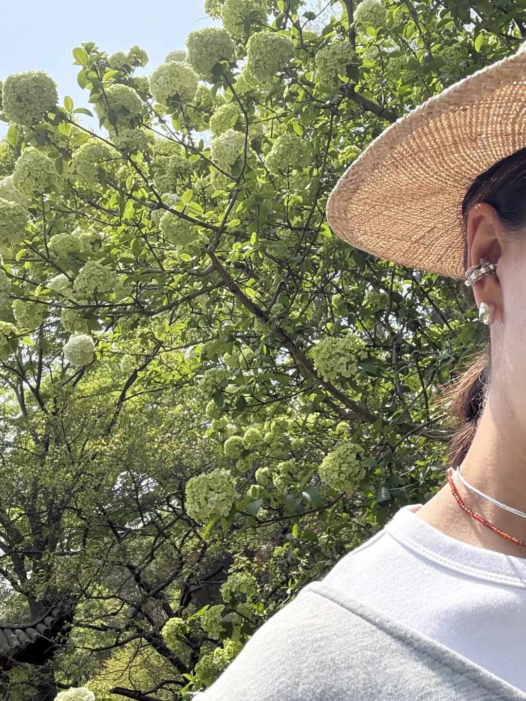 南京的四月木绣球和好天气