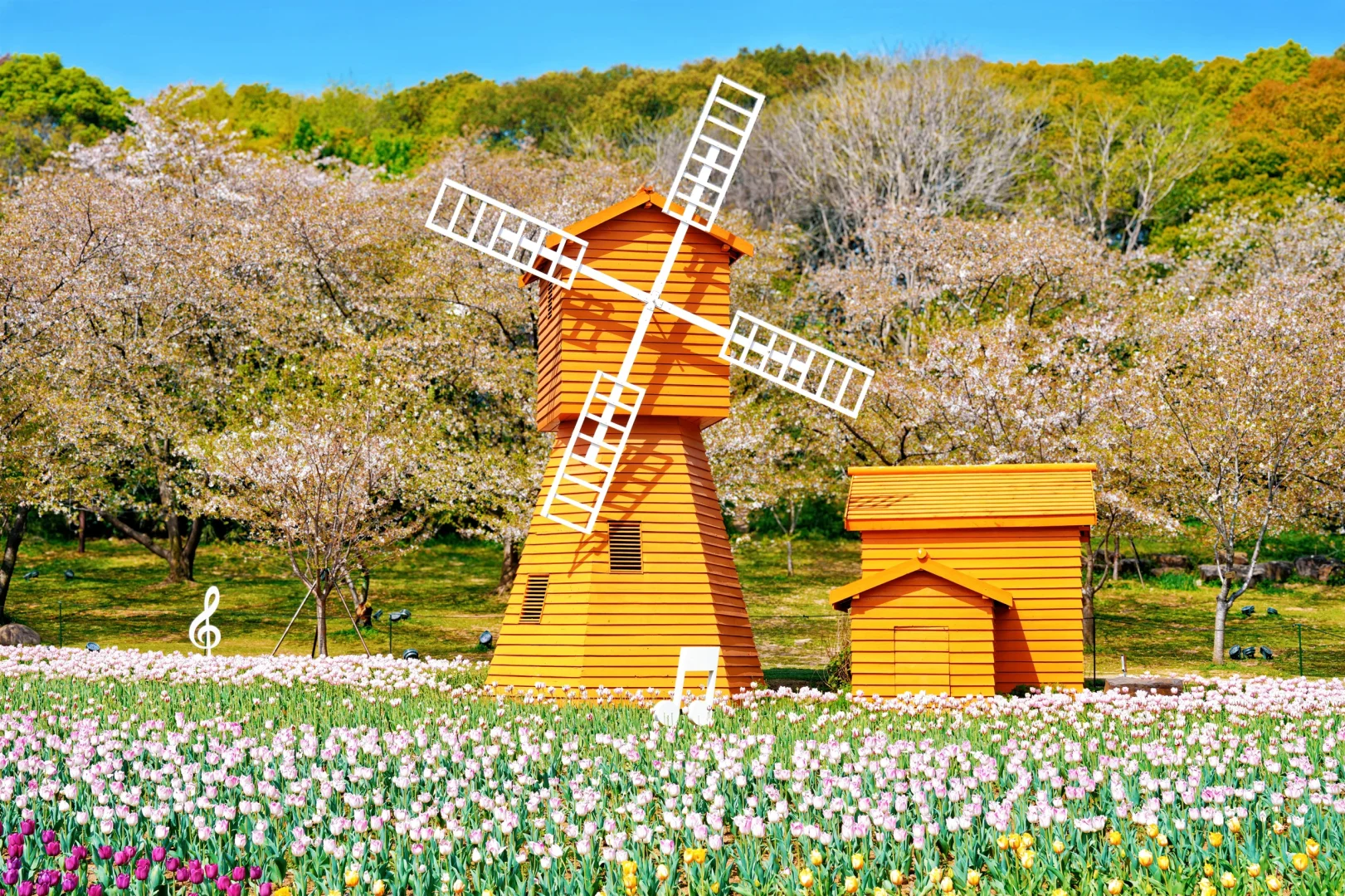 上方山森林公园|这才是苏州春日的顶流花海!