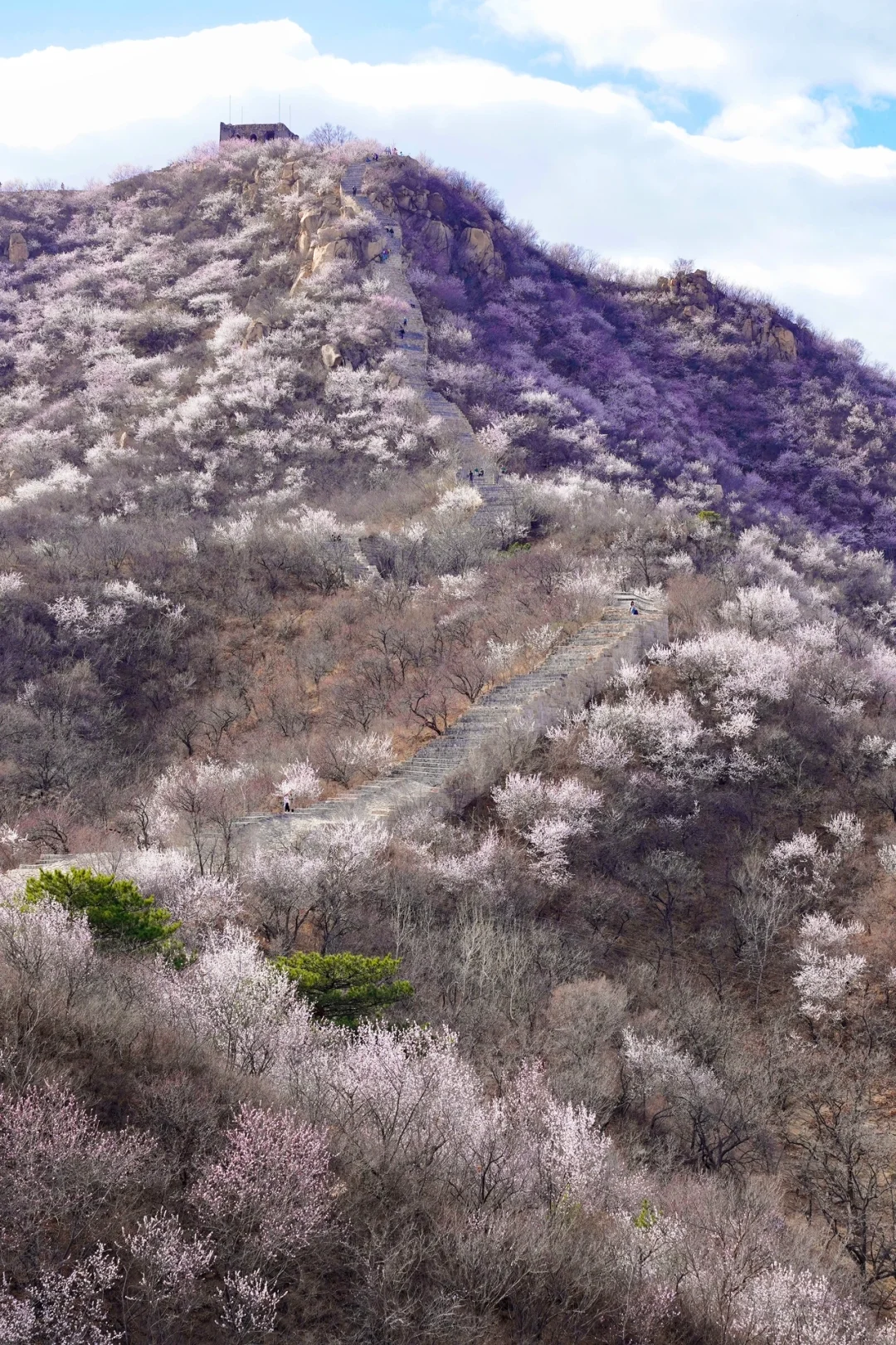 北京最美公路🚙一处免费被花海包围的长城🌸