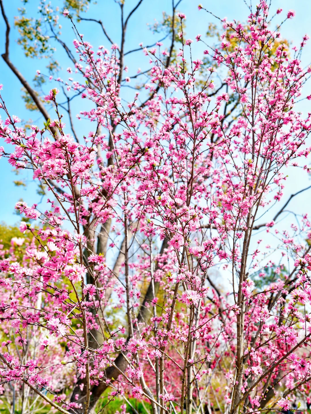 上方山森林公园|这才是苏州春日的顶流花海!