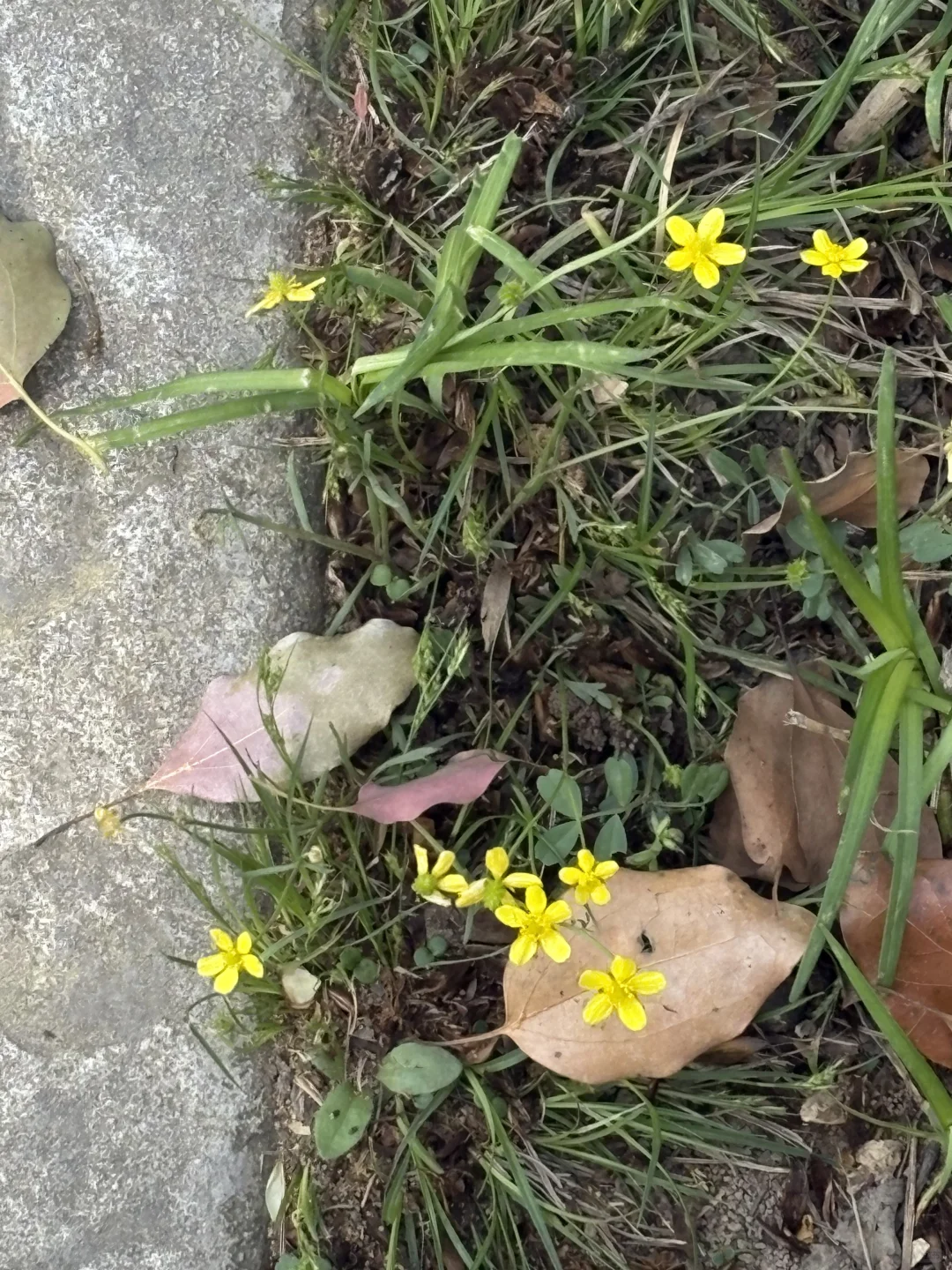 南京的四月木绣球和好天气