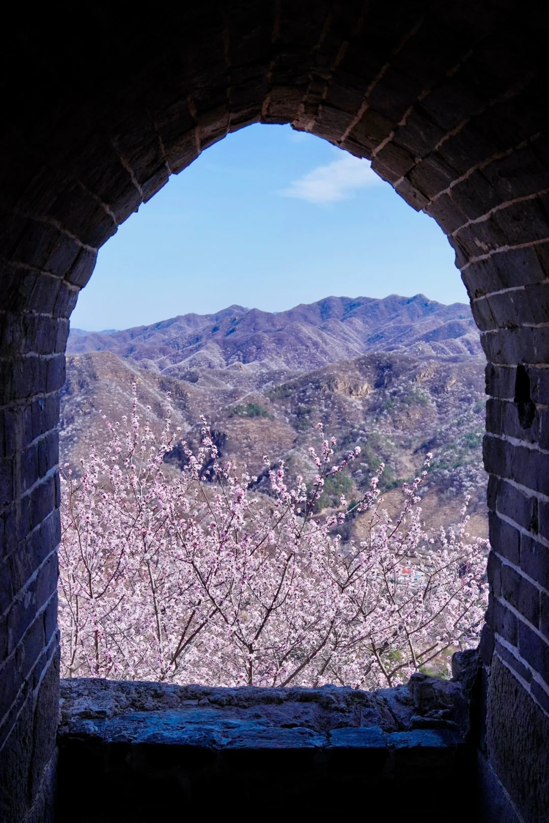 北京最美公路🚙一处免费被花海包围的长城🌸