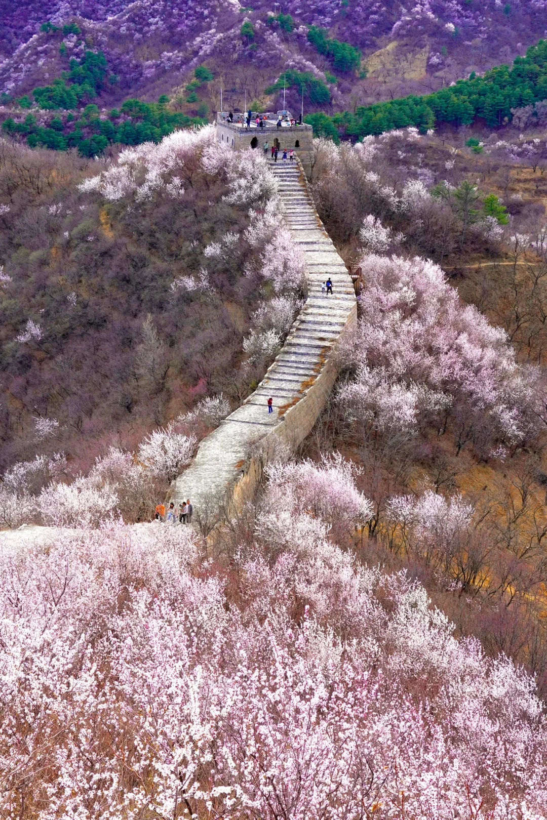 北京最美公路🚙一处免费被花海包围的长城🌸