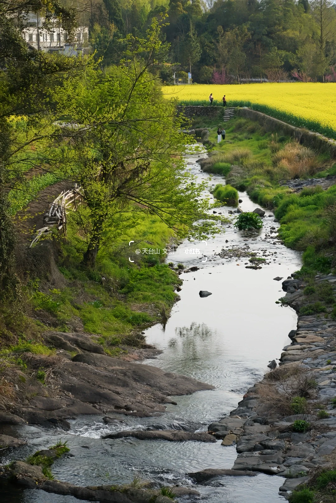 国清寺油菜花已美到next level！4.2实况