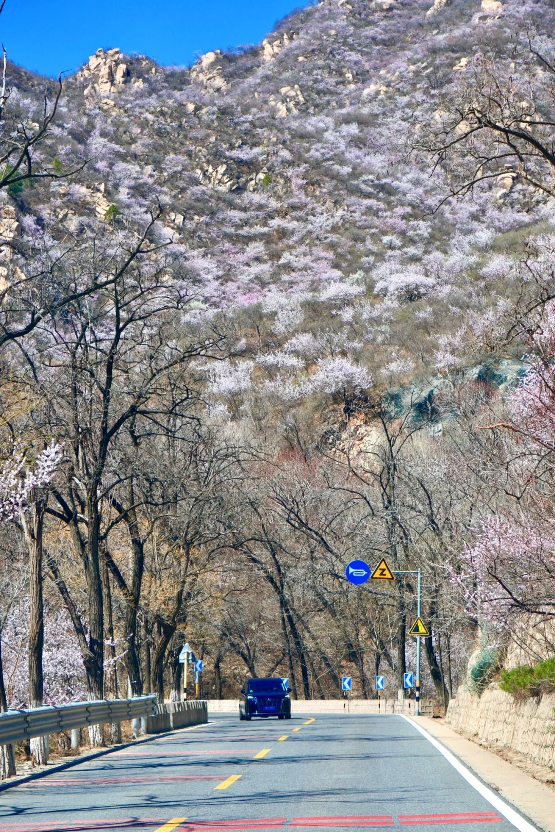 北京最美公路🚙一处免费被花海包围的长城🌸