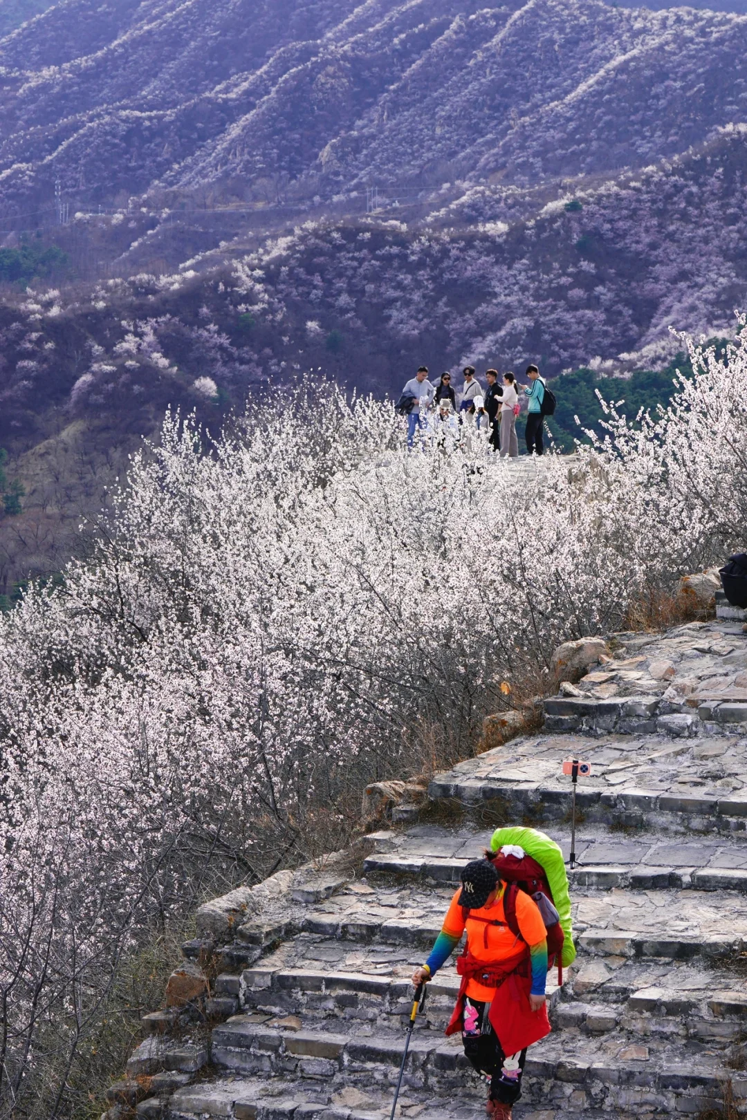 北京最美公路🚙一处免费被花海包围的长城🌸