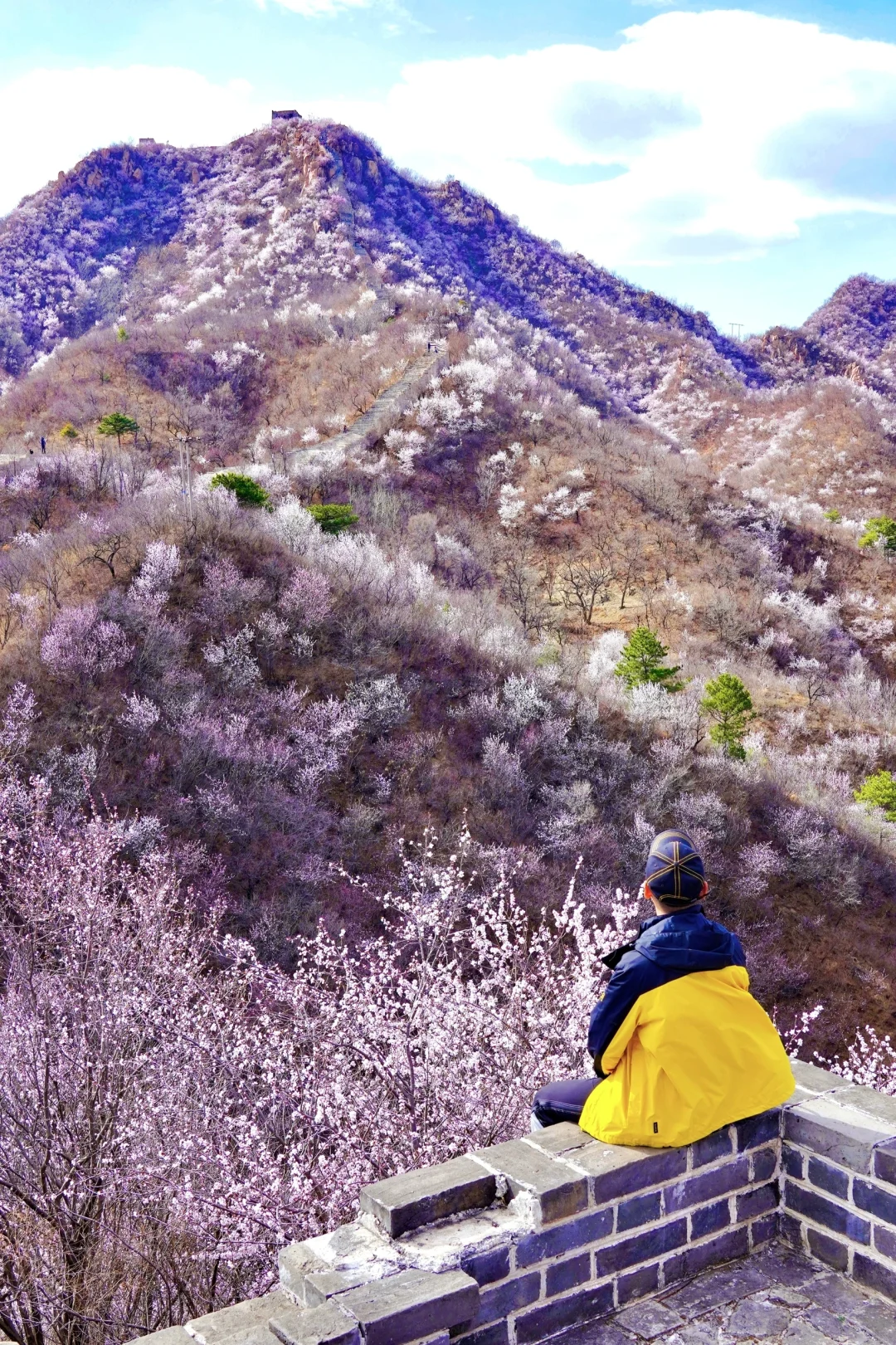 北京最美公路🚙一处免费被花海包围的长城🌸