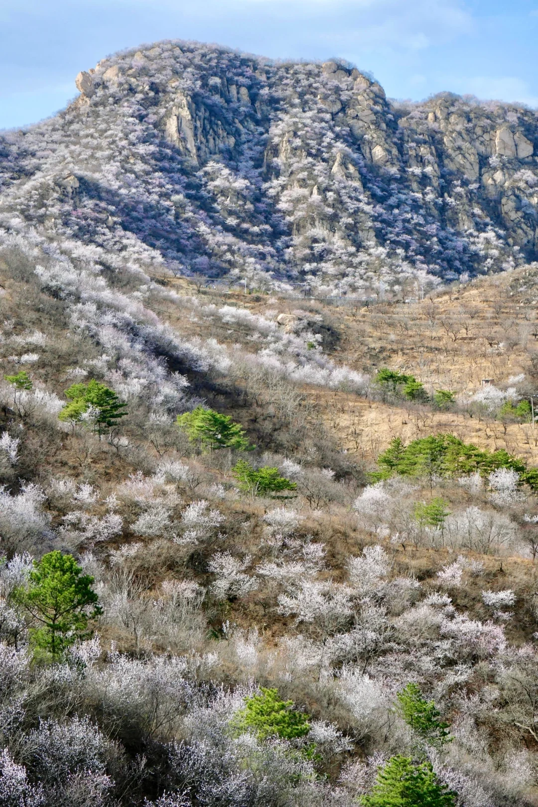 北京最美公路🚙一处免费被花海包围的长城🌸