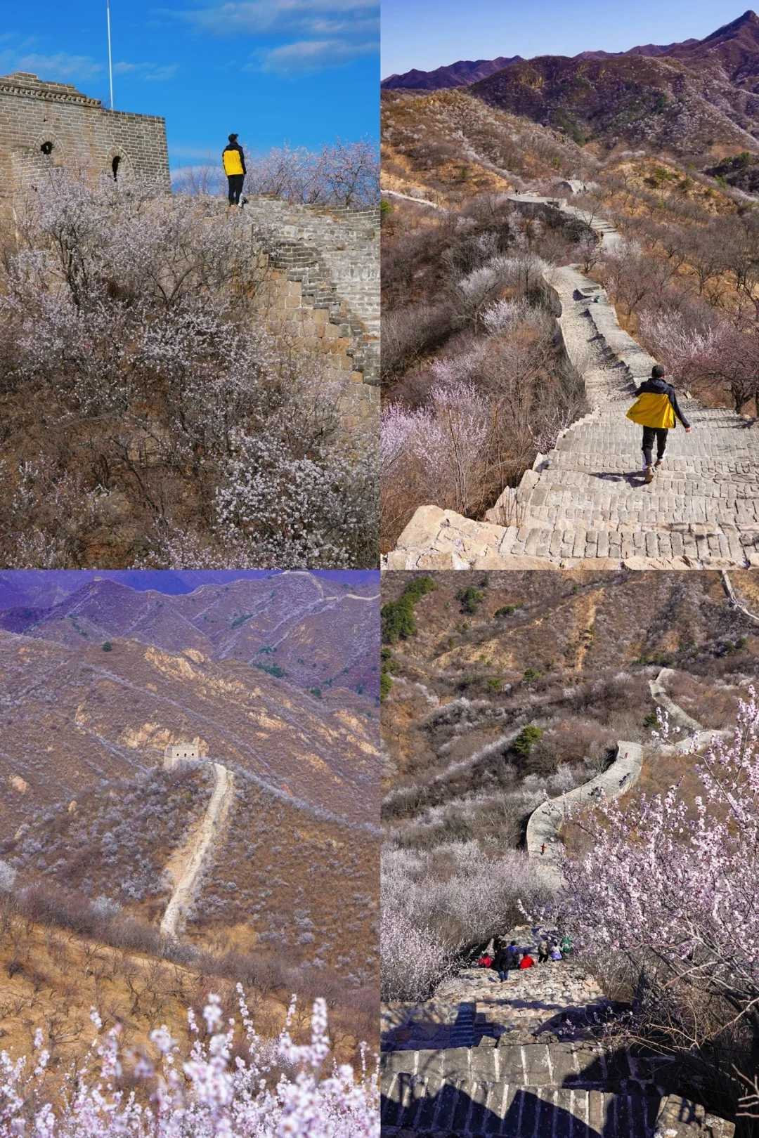 北京最美公路🚙一处免费被花海包围的长城🌸