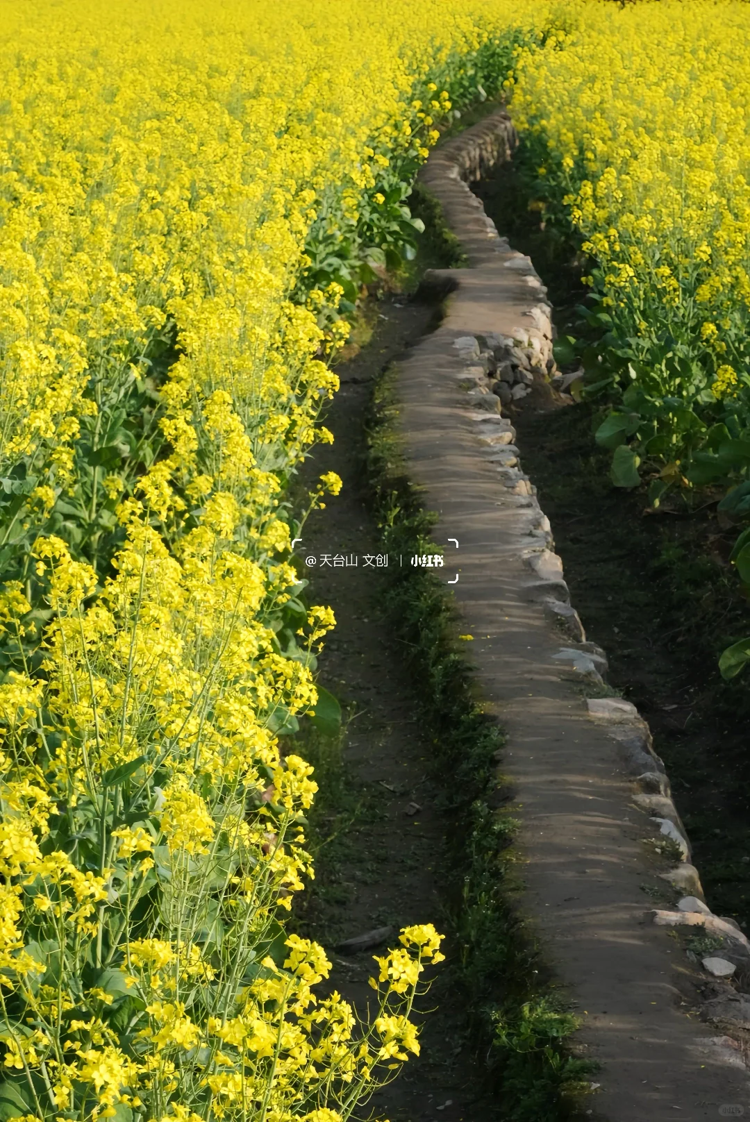 国清寺油菜花已美到next level！4.2实况
