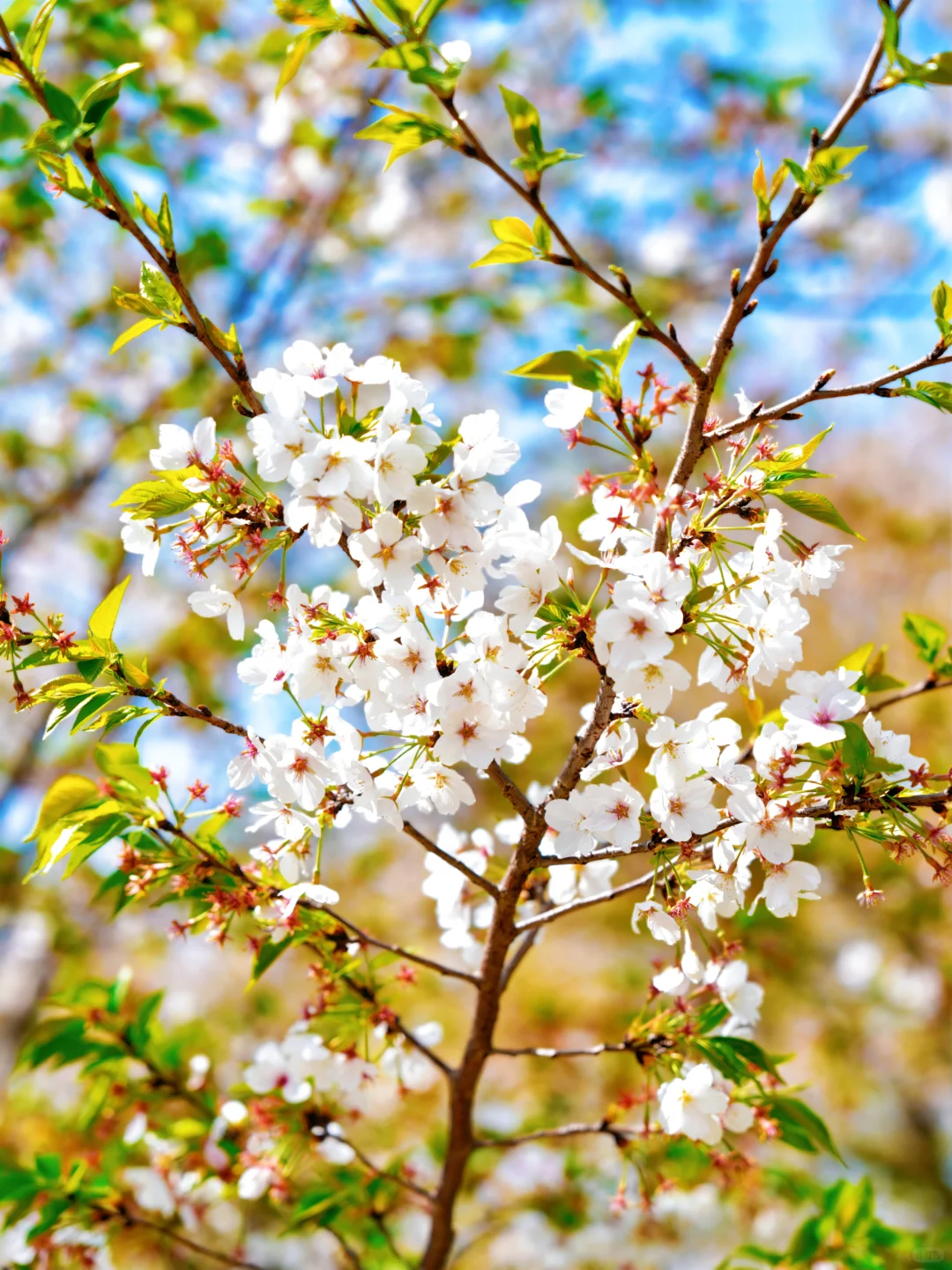 上方山森林公园|这才是苏州春日的顶流花海!