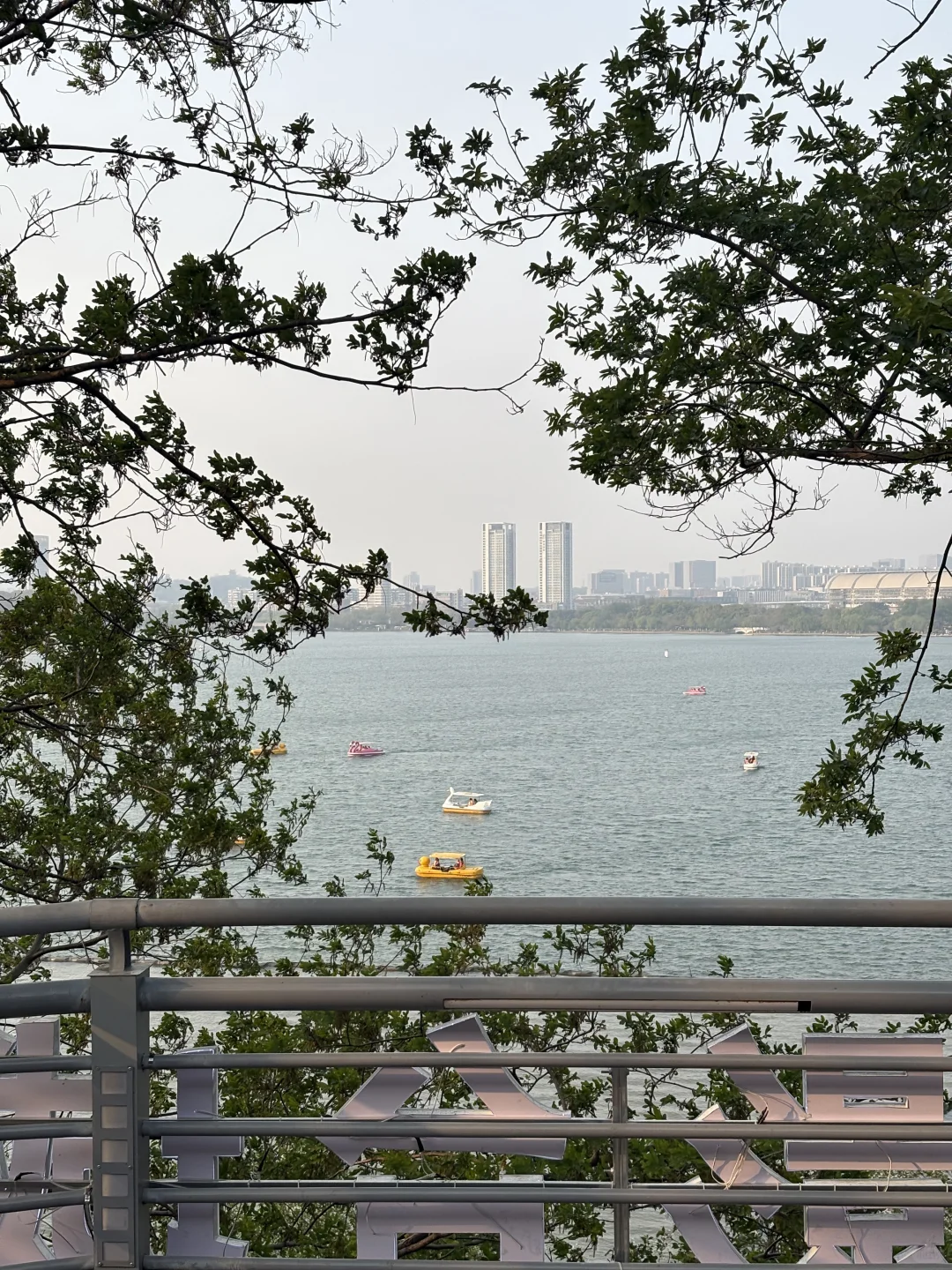 南京的四月木绣球和好天气