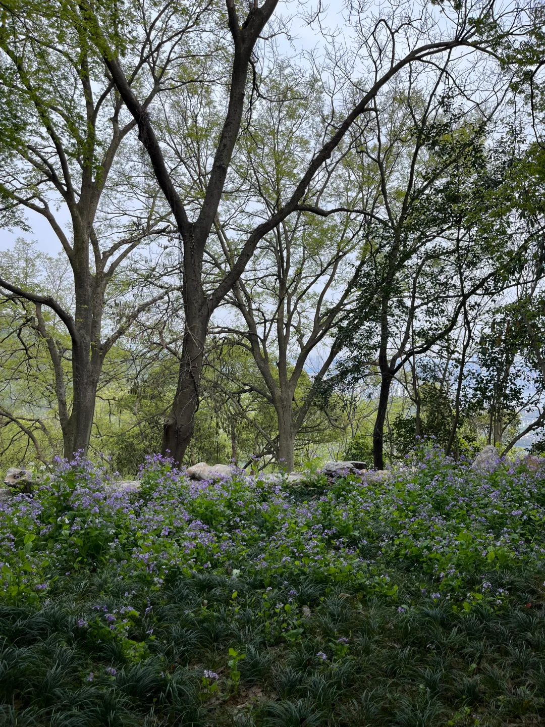 上个春山⛰️杭州玉皇山