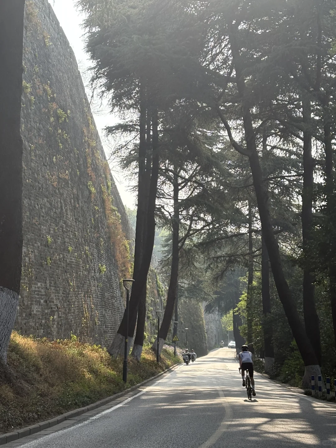 南京的四月木绣球和好天气