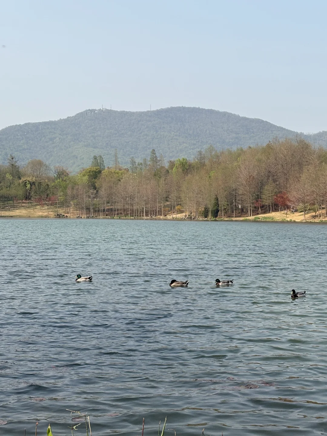 南京的四月木绣球和好天气