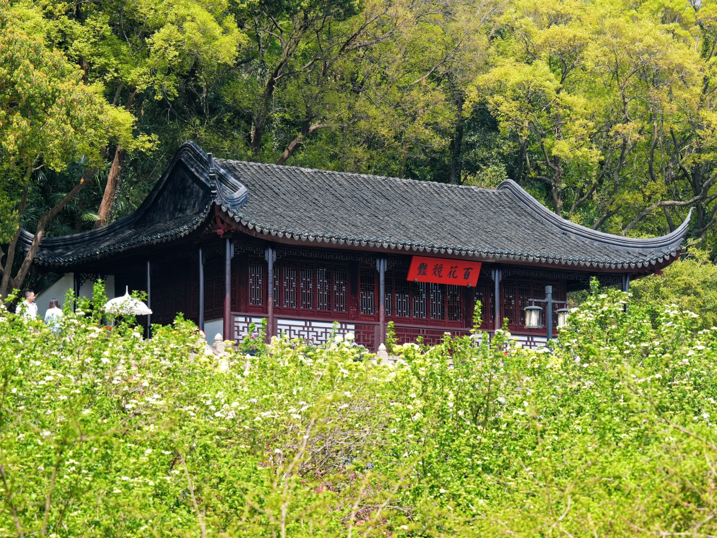 上方山森林公园|这才是苏州春日的顶流花海!