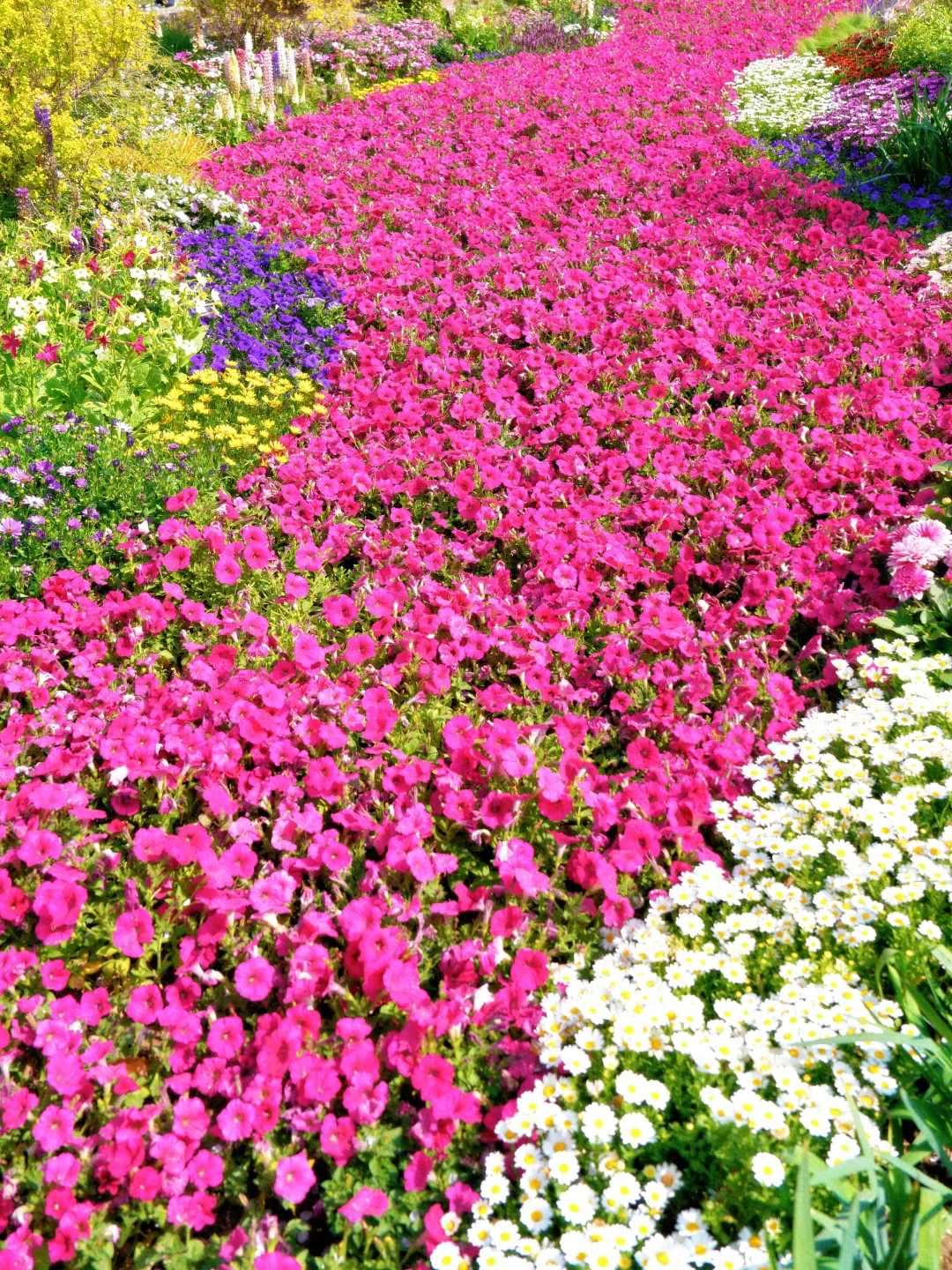 上方山森林公园|这才是苏州春日的顶流花海!