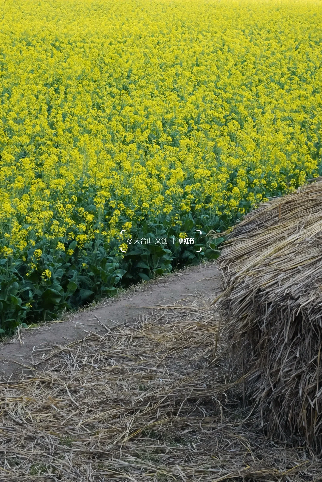 国清寺油菜花已美到next level！4.2实况
