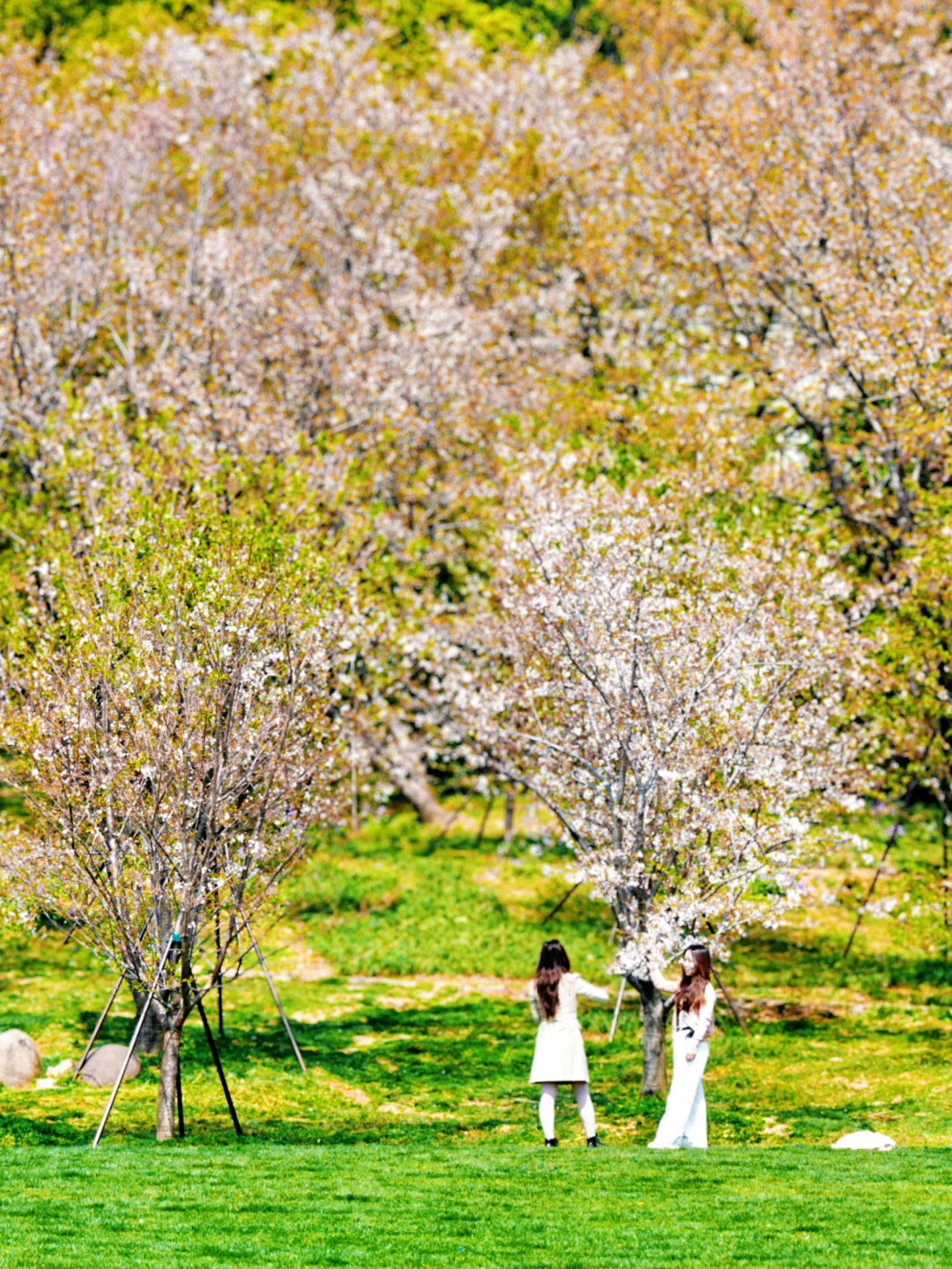 上方山森林公园|这才是苏州春日的顶流花海!