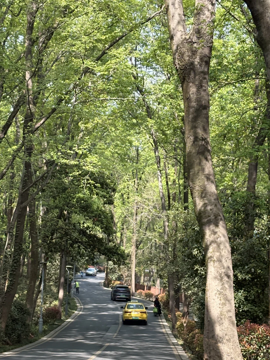 南京的四月木绣球和好天气