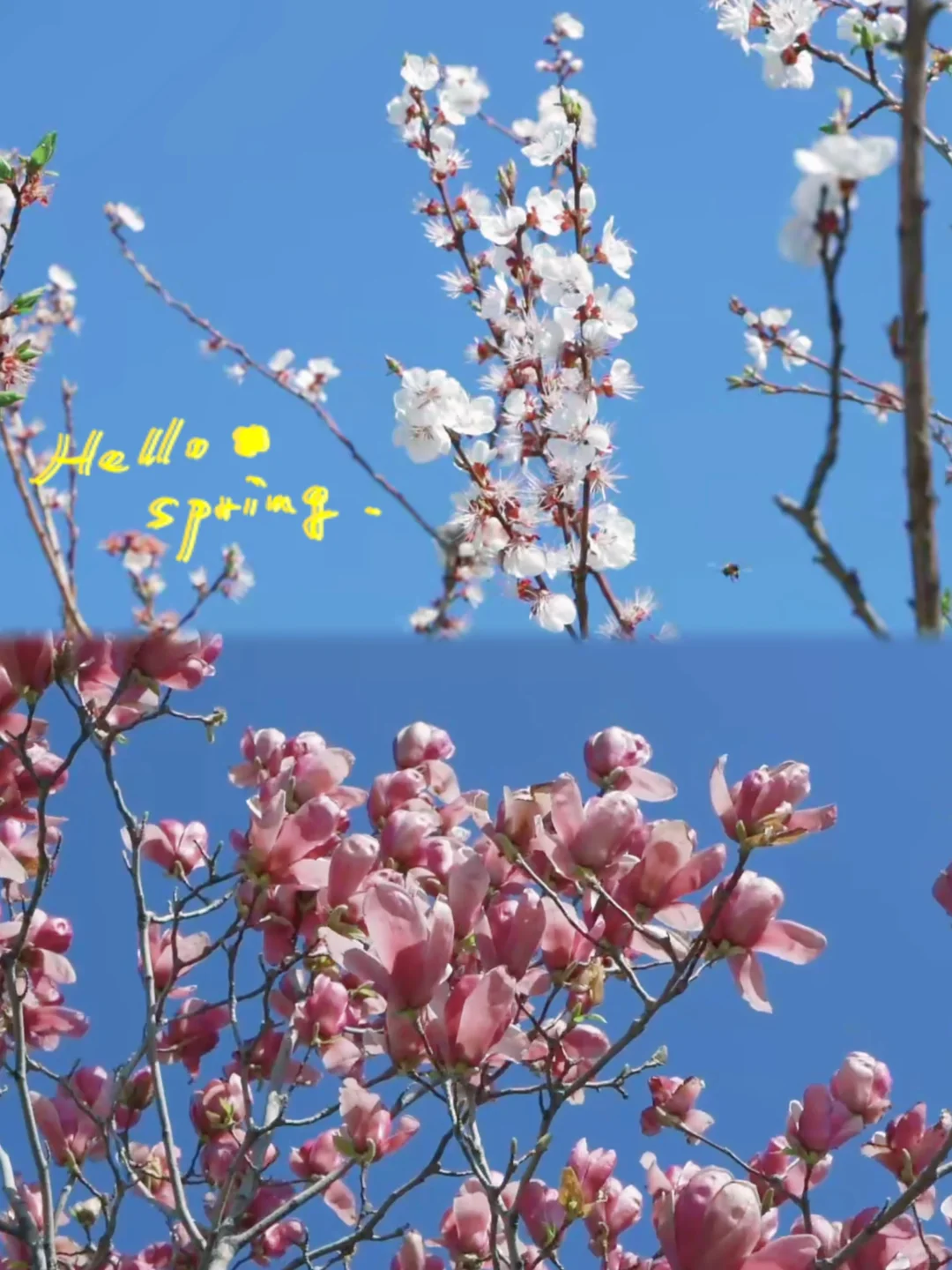 襄城|恰逢春日 一田金黄 一面春光🌼