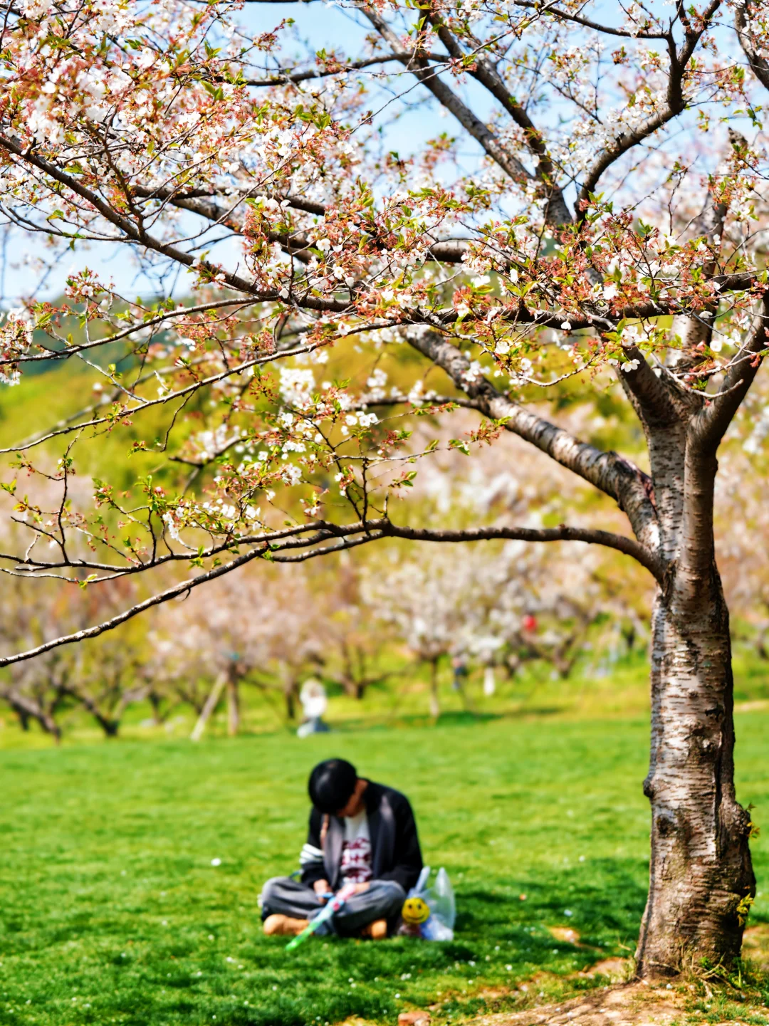 上方山森林公园|这才是苏州春日的顶流花海!