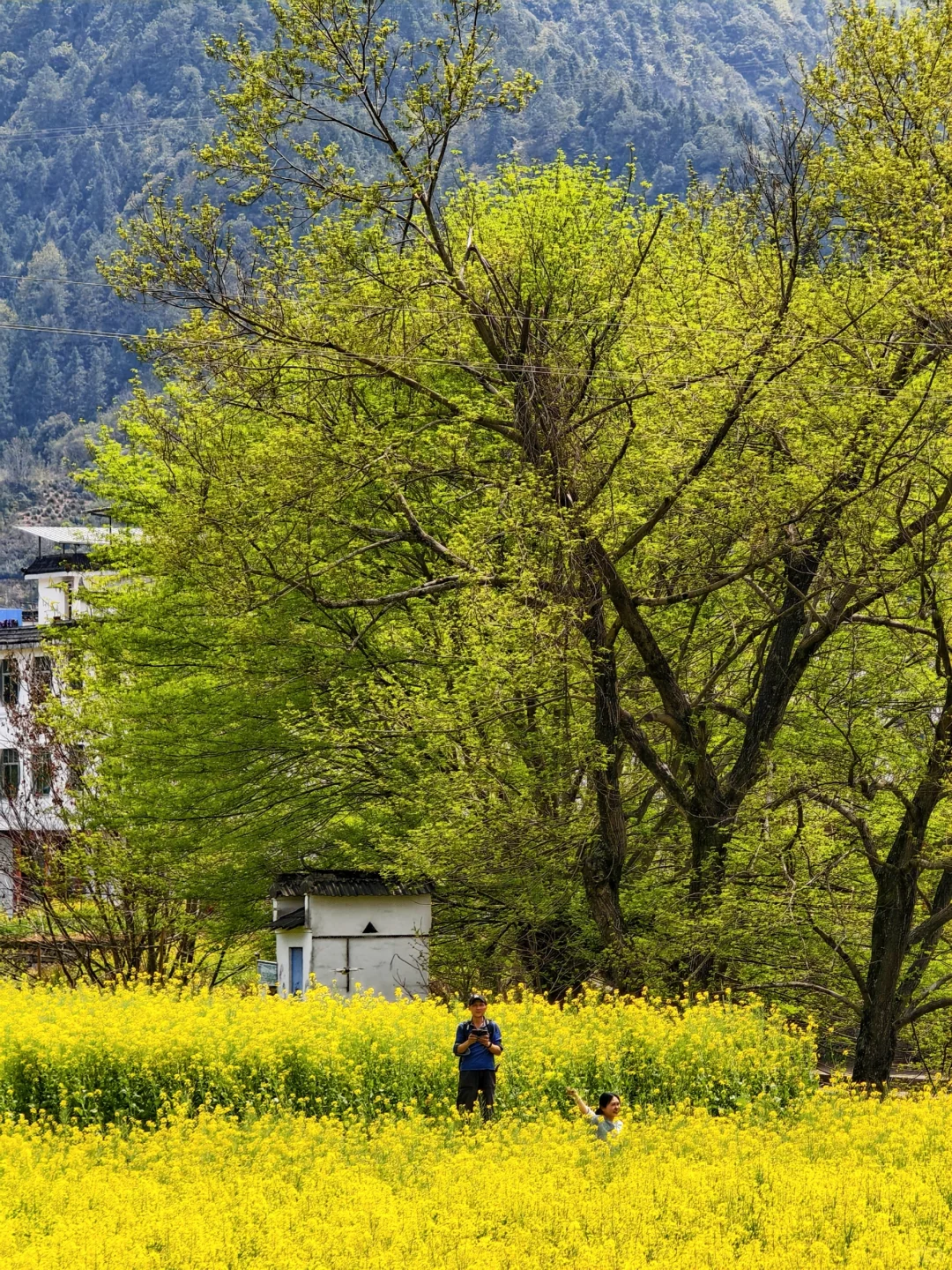 婺源-菊径村、凤山村、漳村、思溪延村